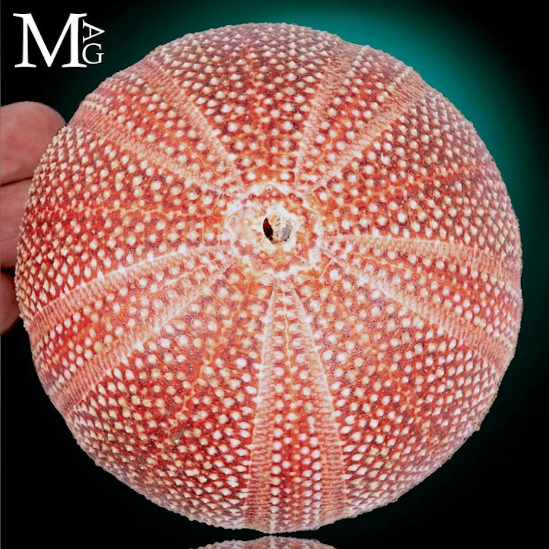 Large Red Echinus esculentus test A Perfectly Preserved...