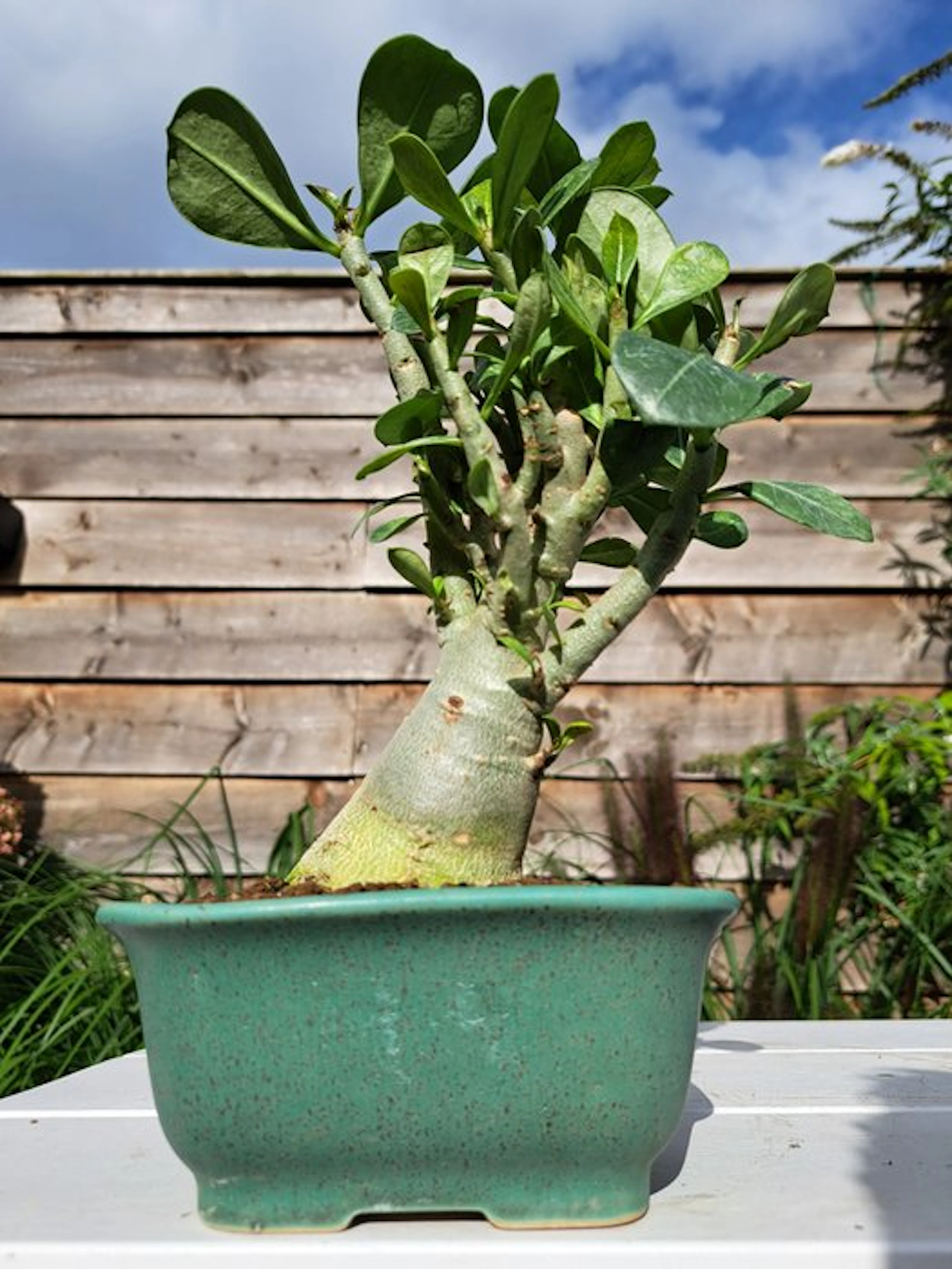 Desert rose bonsai (Adenium obesum) - Height (Tree): 20...