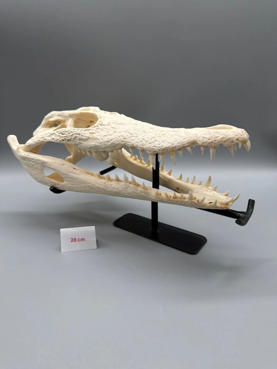 Nile Crocodile Skull - Crocodylus niloticus - 8 cm - 13...