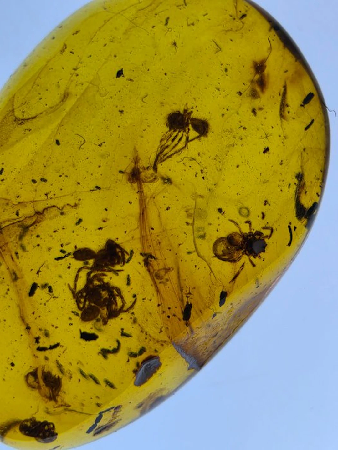 Burmese amber - Amber - Amber with Multiple Spider...