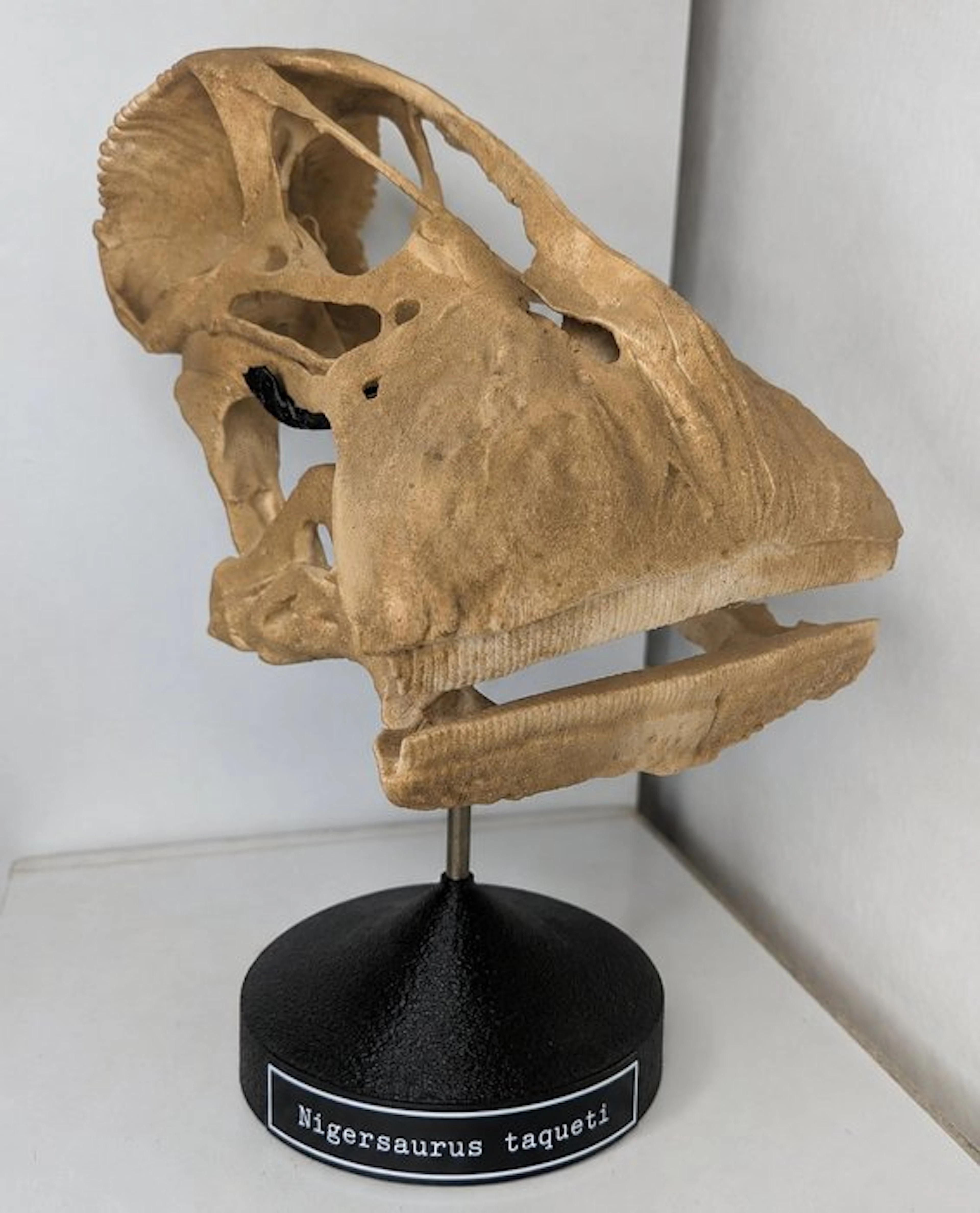 Fossil skull - Nigersaurus taqueti - dinosaur with the...