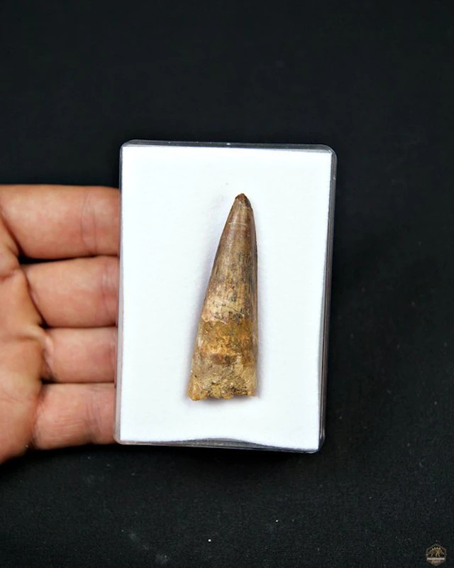 Spinosaur - Fossil tooth - Spinosaurus aegyptiacus (No reserve price)