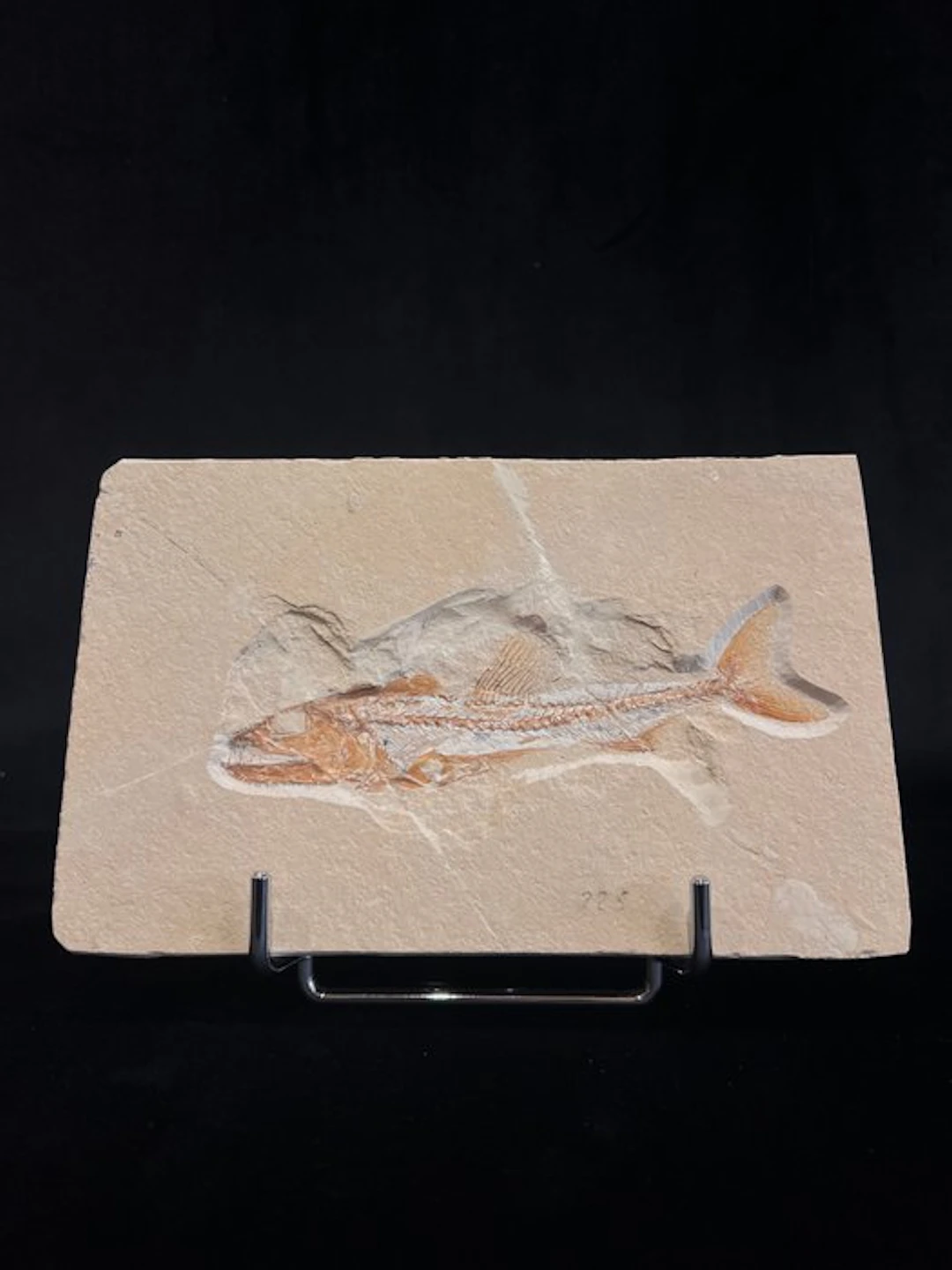Fish - Fossil skeleton - Eurypholis - 13 cm - 21 cm