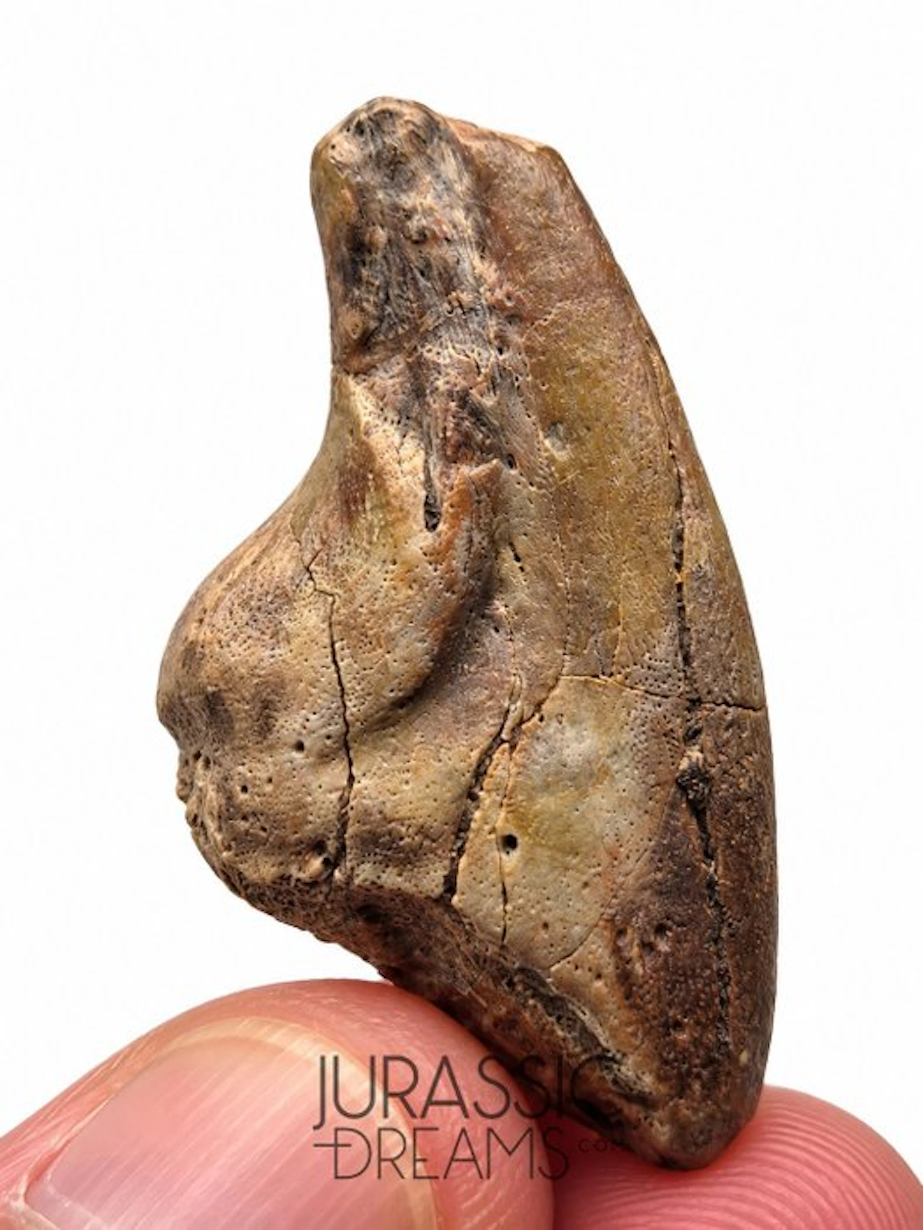 Top Rare Unidentified Theropod Dinosaur Claw - Middle...
