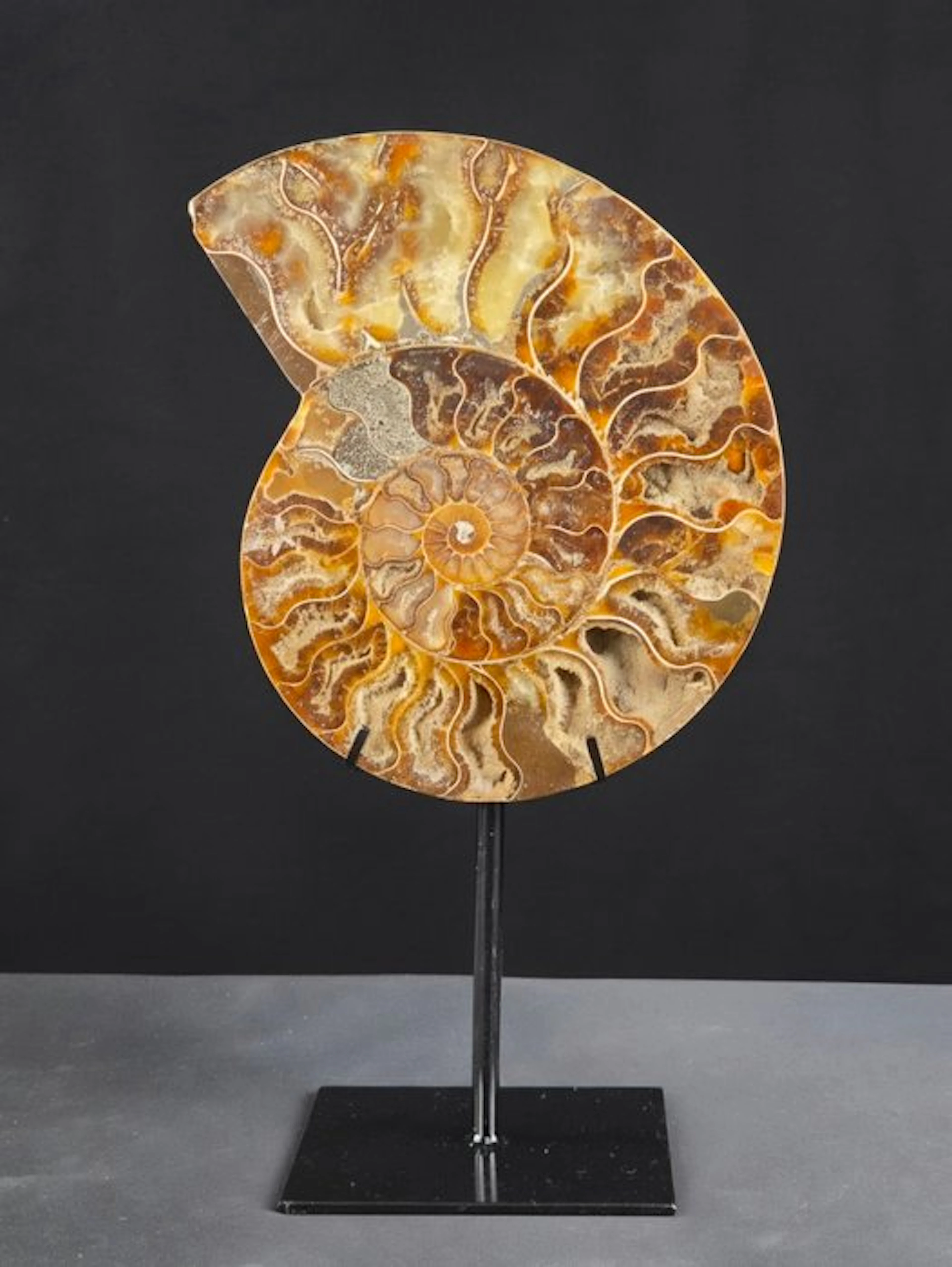 Ammonite - Fossilised animal - Aioloceras (Cleoniceras) sp