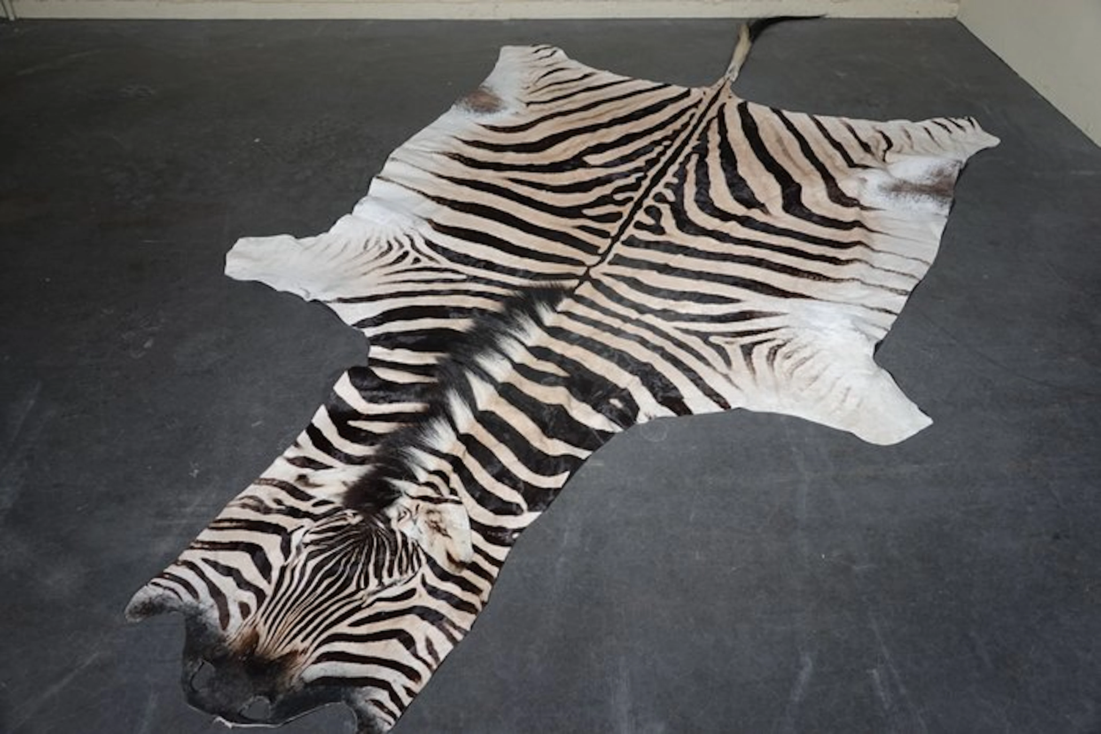 Plains Zebra Skin with Head Antler - Equus quagga - 325...