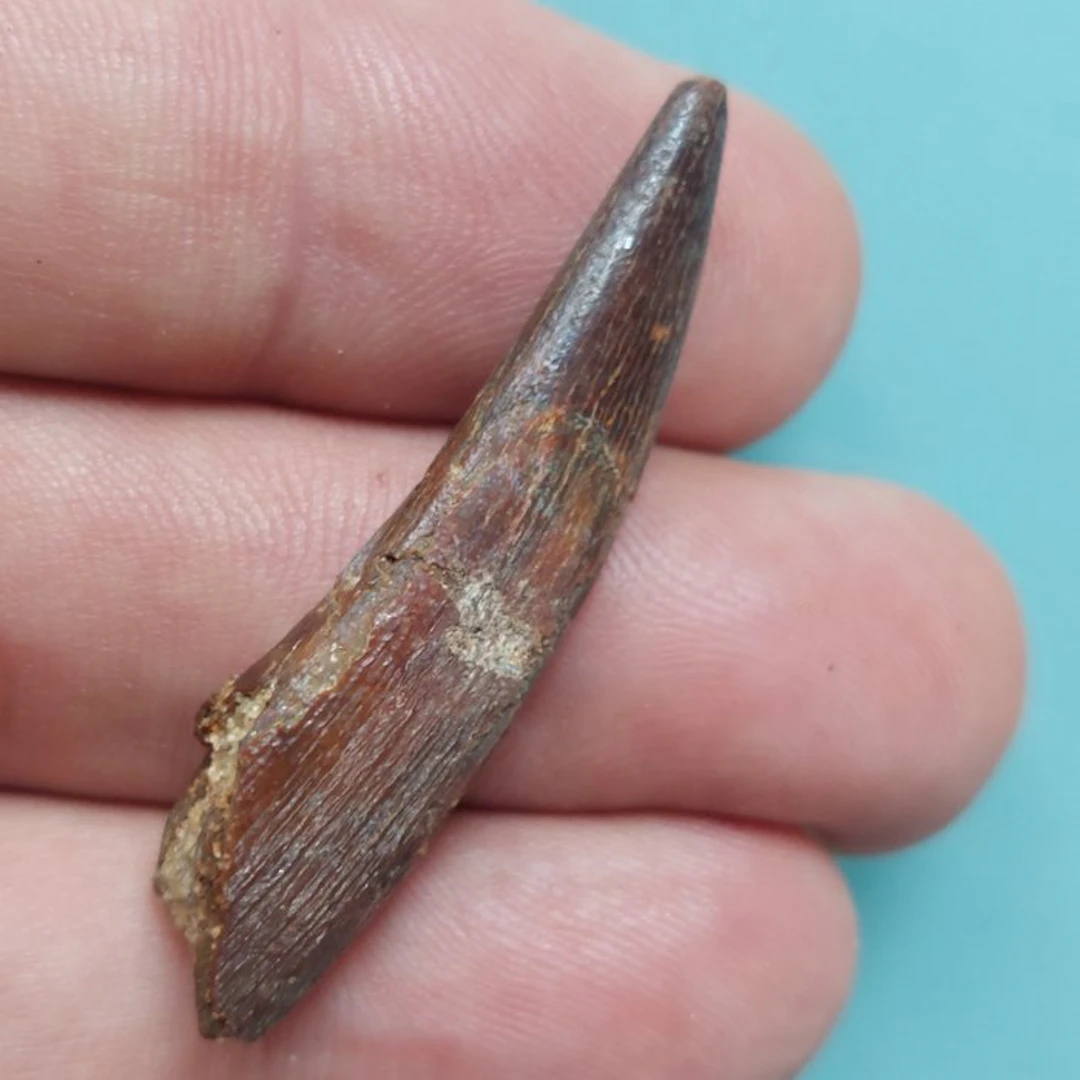 Pterosaur - Fossil tooth - 48 mm - 14 mm