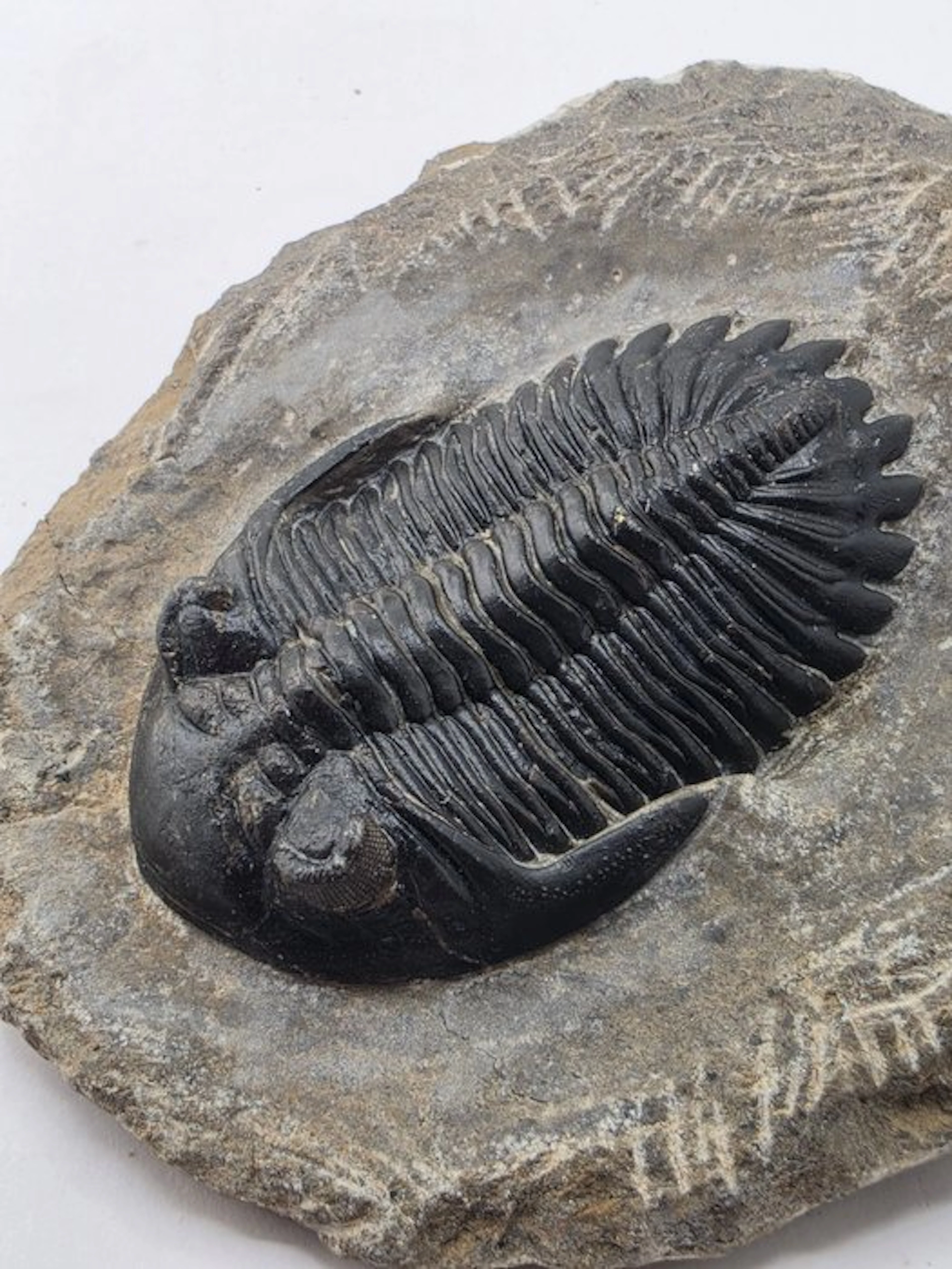 Trilobite - Fossilised animal - Hollardops mesocristata...