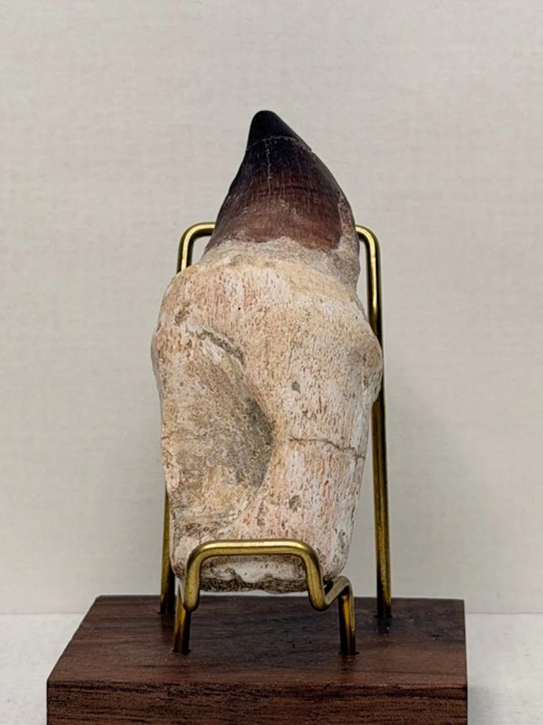 Mosasaur - Fossil teeth - 10 cm - 5 cm (No reserve price)
