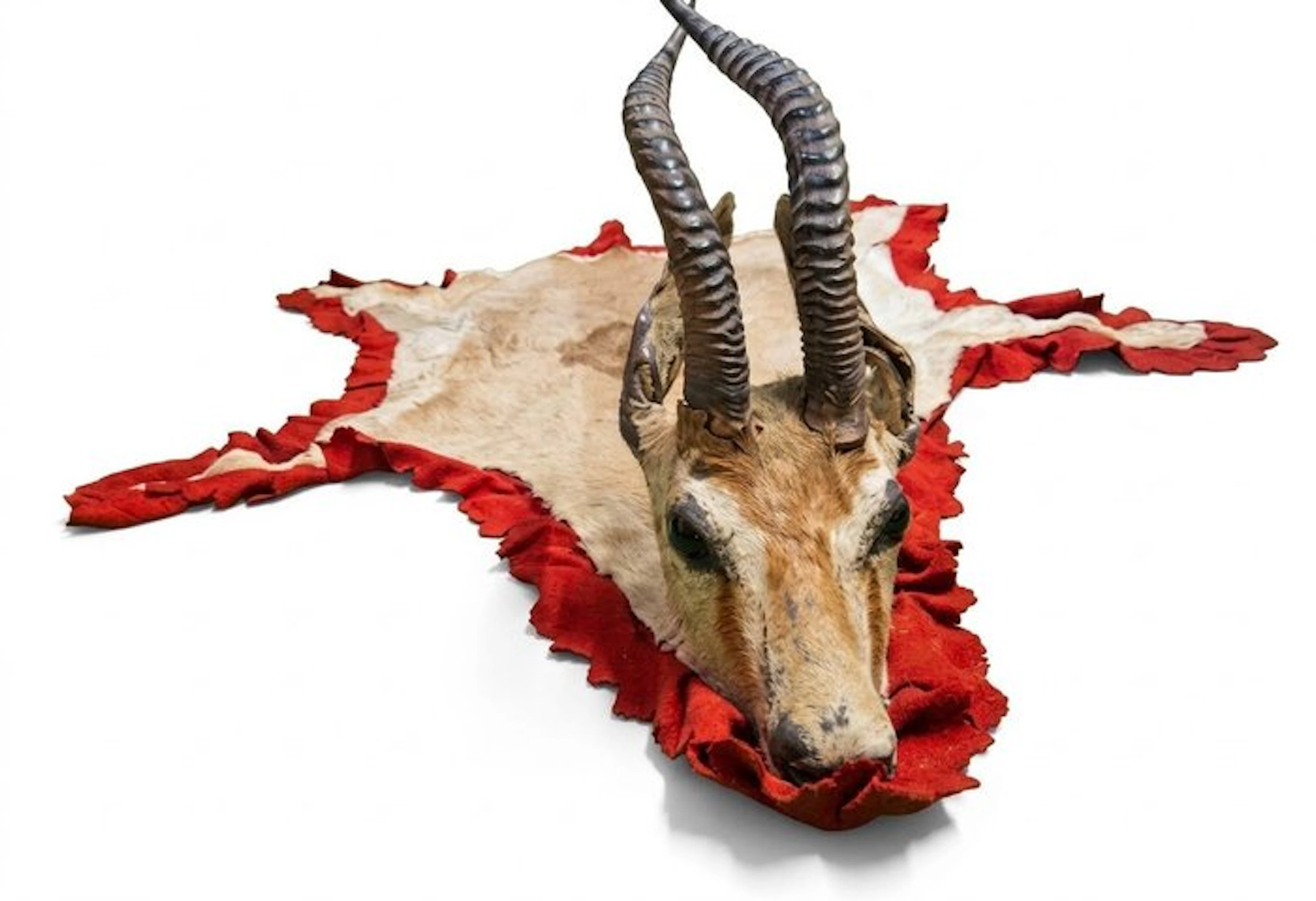 Antelope Taxidermy full body mount - Antidorcas...