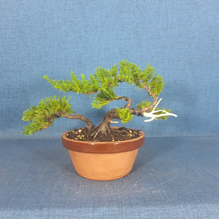 Juniper bonsai (Juniperus) - Height (Tree): 12 cm - Depth (Tree): 31 cm - Spain