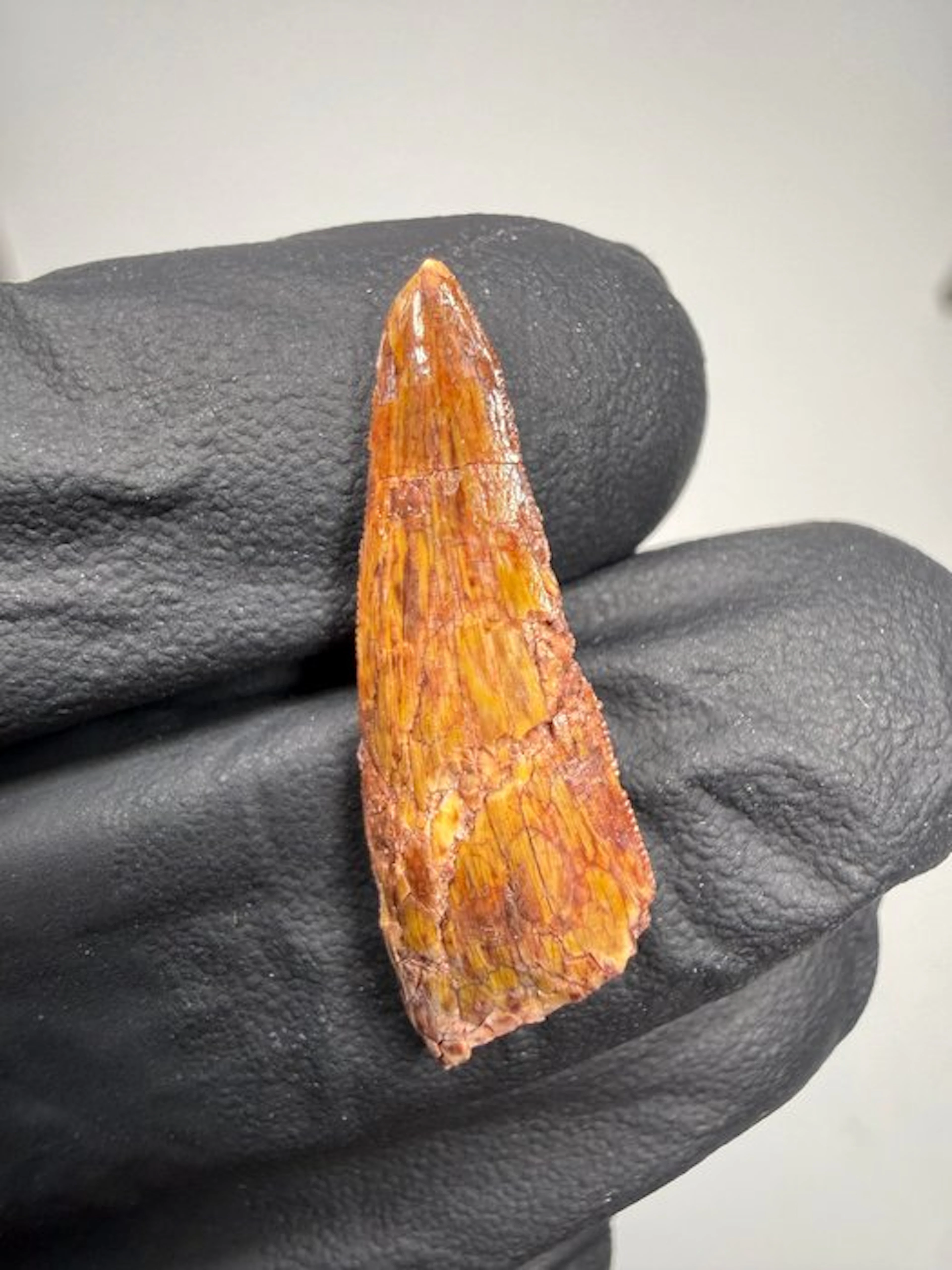 Reptile - Fossil tooth - Postosuchus Kirkpatricki - 2.82 cm