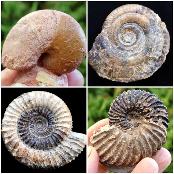 3 different ammonites and 1 nautilus - Fossilised shell...