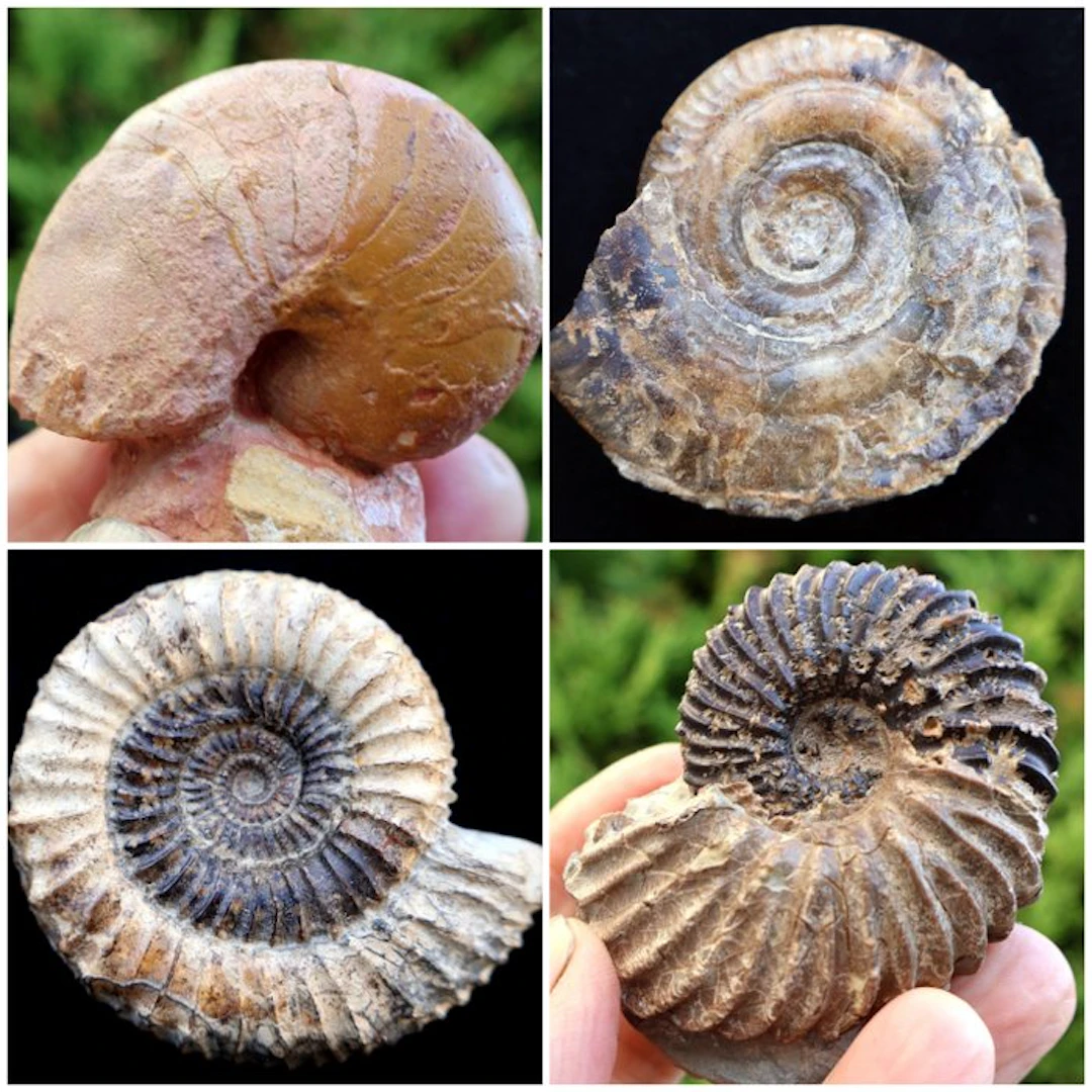 3 different ammonites and 1 nautilus - Fossilised shell...