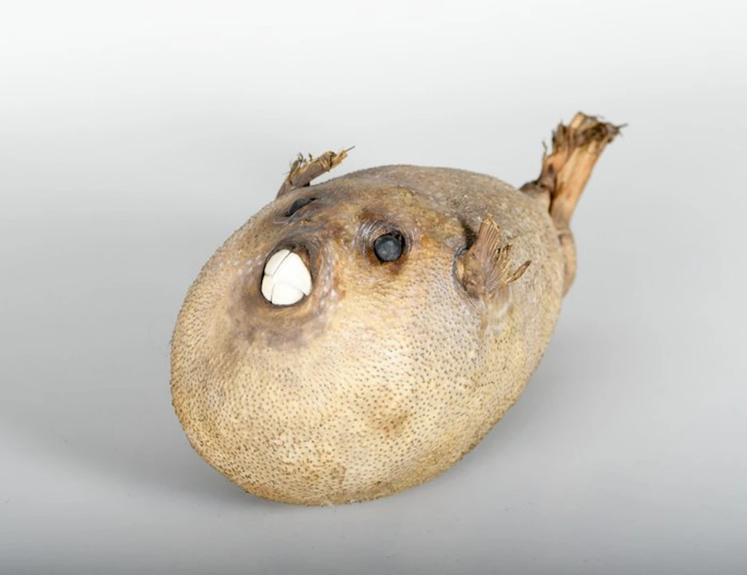 Puffer Fish Taxidermy full body mount - Diodontidae - 14 cm - 28 cm - 13 cm