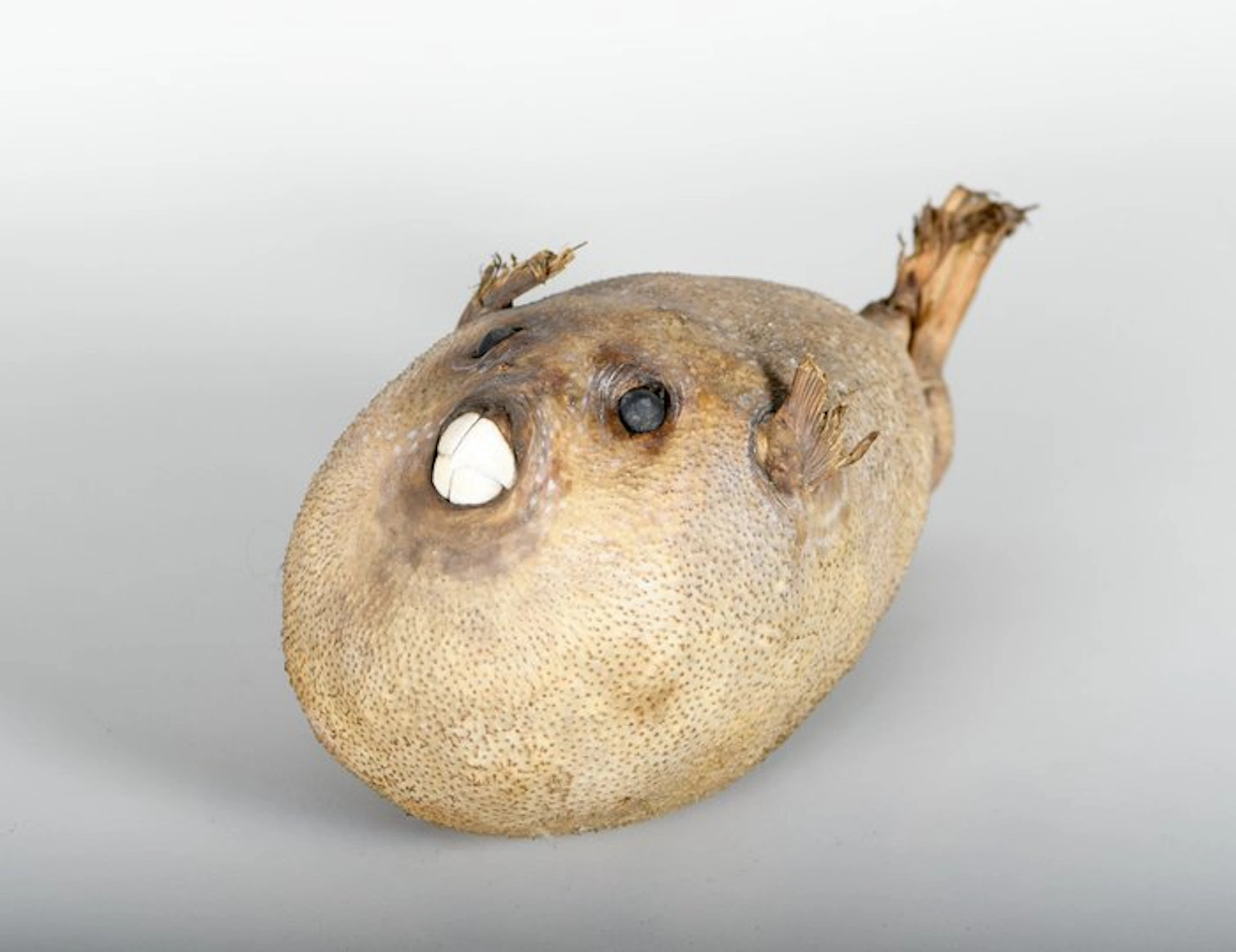 Puffer Fish Taxidermy full body mount - Diodontidae - 14 cm - 28 cm - 13 cm
