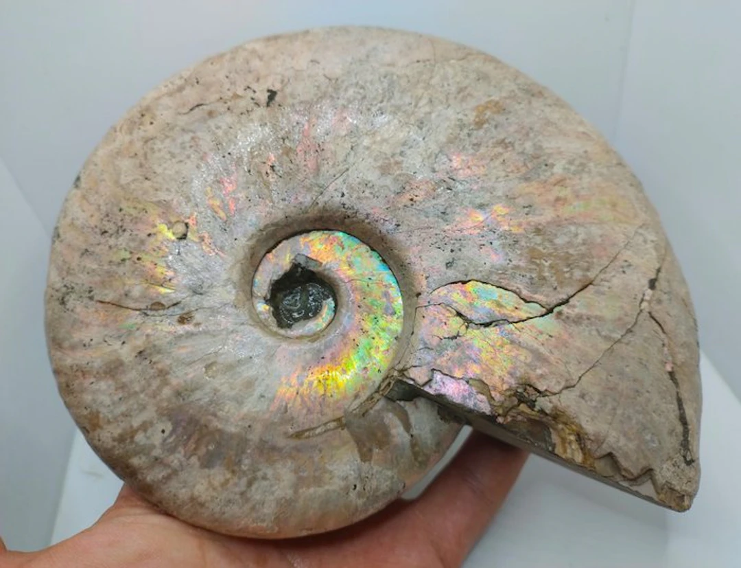 Top Quality - Iridescent Ammonite - Cleoniceras Besairei...