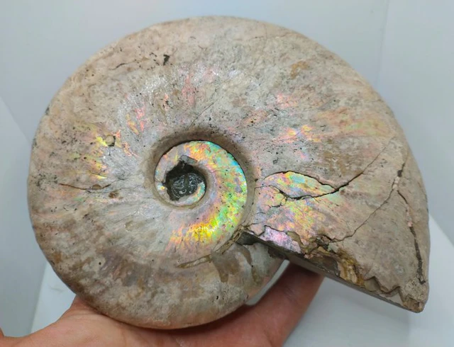 Top Quality - Iridescent Ammonite - Cleoniceras Besairei...