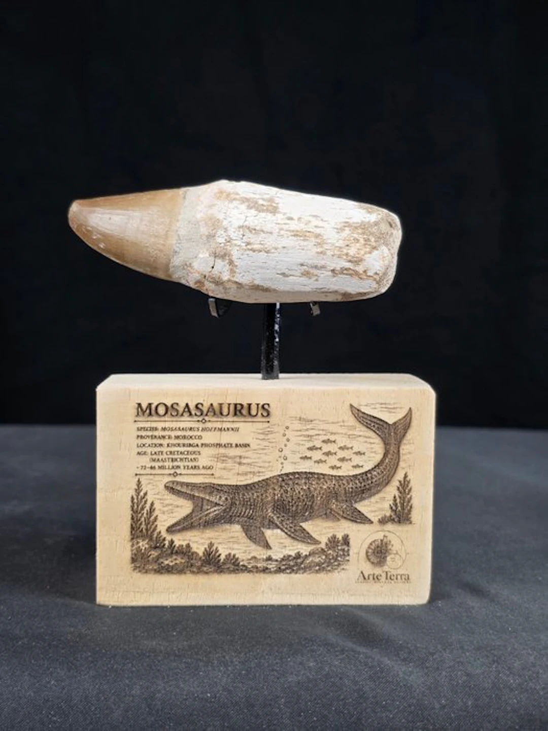 Mosasaur - Fossil tooth - Mosasaur tooth on a custom base (No reserve price)