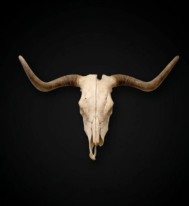Spanish Fighting Bull Skull with antlers - Bos Taurus