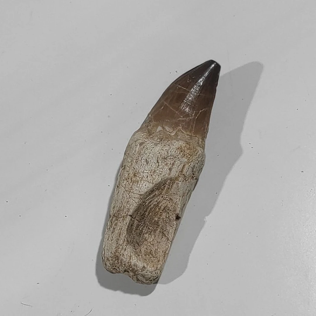 Marine reptile - Fossil tooth - Mosasaurus - 13.5 cm - 4.5 cm (No