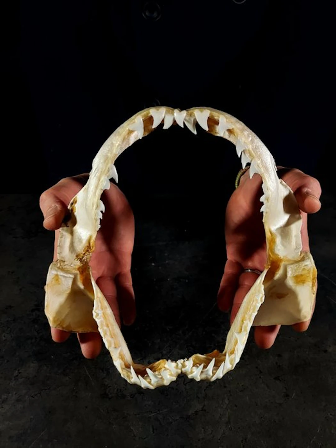 gorgeous jaw of a shortfin mako shark