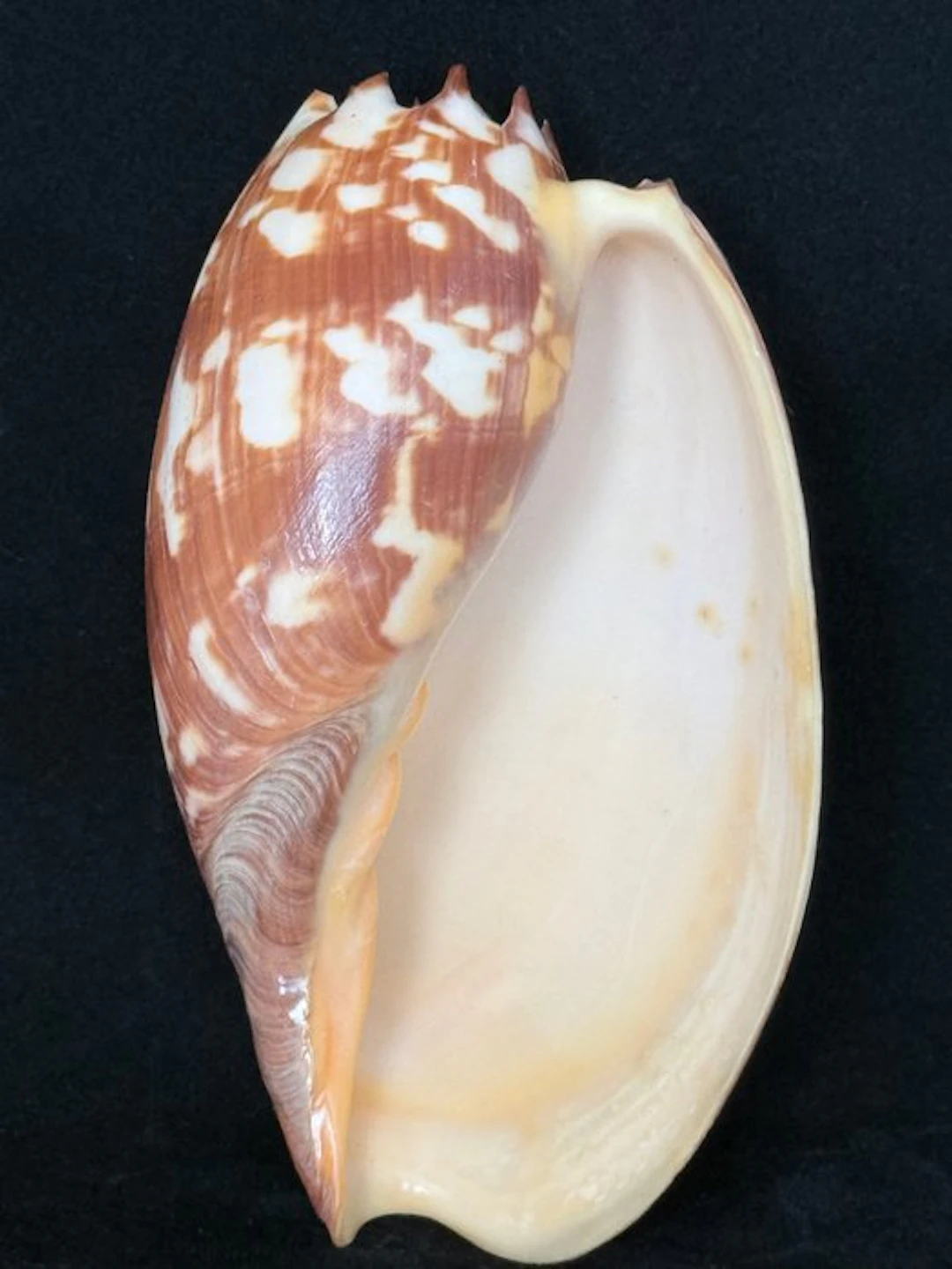 Sea Snail Sea shell - S-633 MELO AMPHORA (No reserve price)