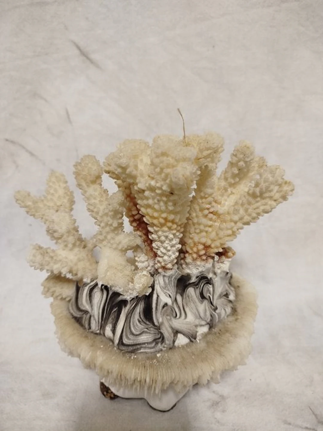 Coral Coral - Pocillopora