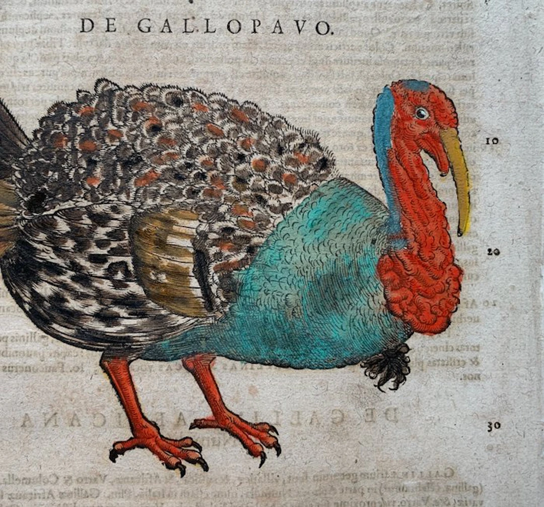 Conrad Gesner - Vogelbuch - 1617