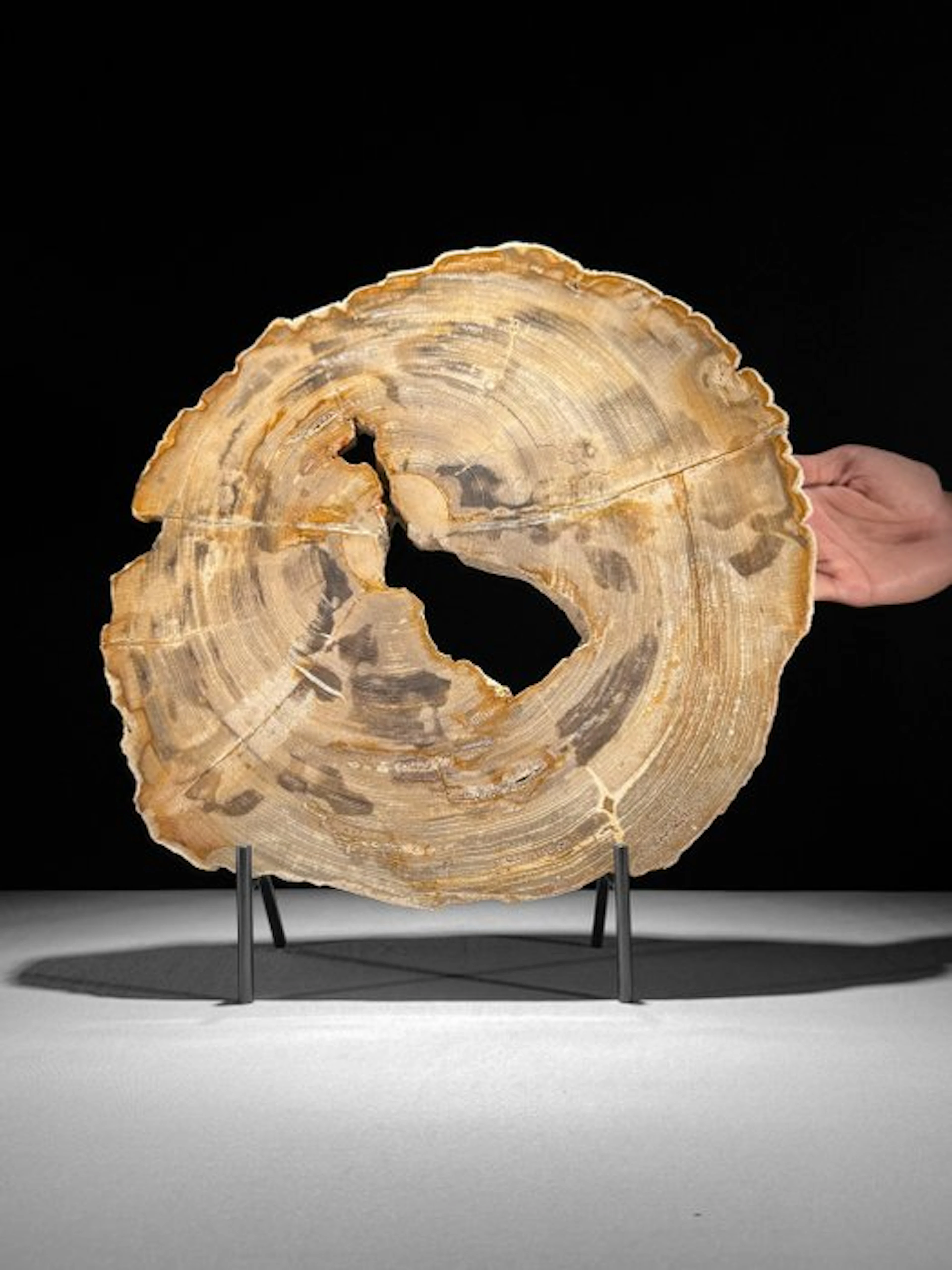 C- Stunning Extra Large Slice of Petrified Wood on a...