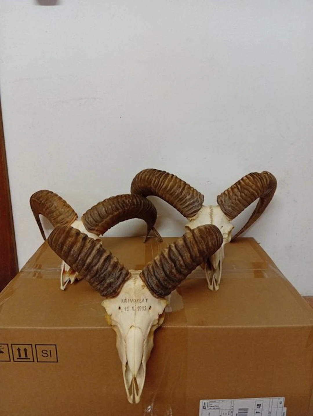 Mouflon Skull with antlers - Muflone - 40 cm - 40 cm - 40 cm - (3)