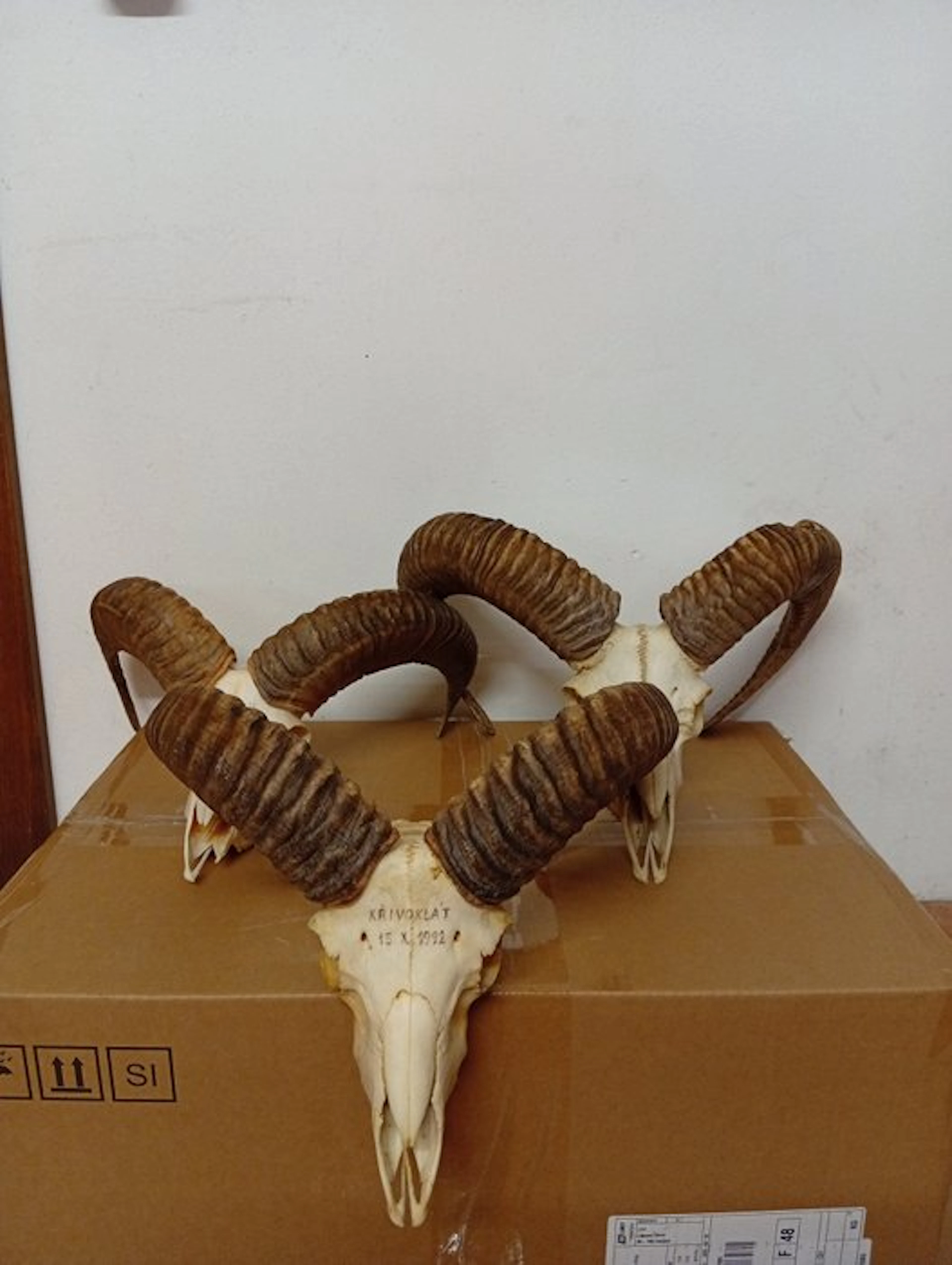 Mouflon Skull with antlers - Muflone - 40 cm - 40 cm - 40 cm - (3)