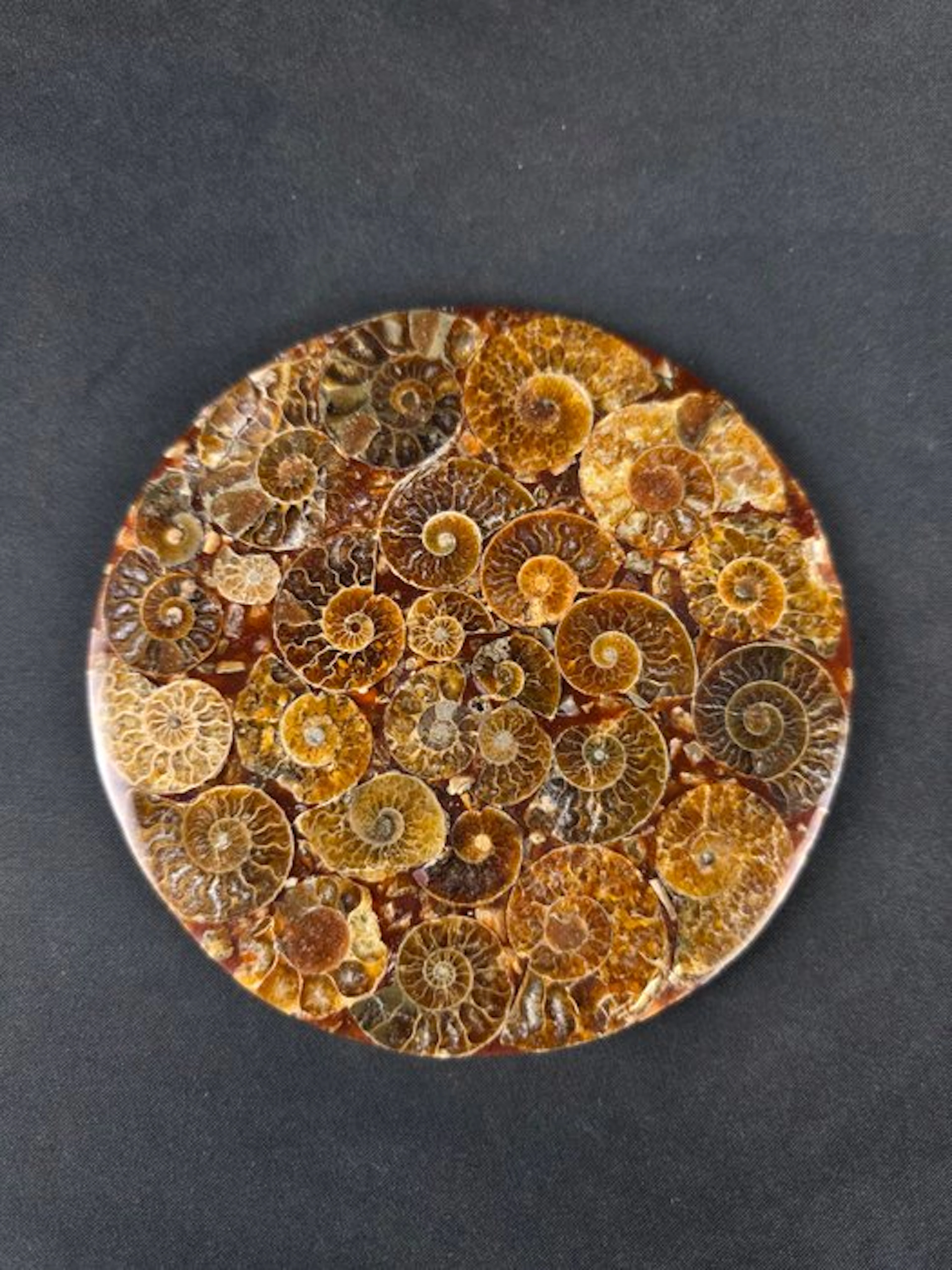 Ammonite - Fossilised animal - Aioloceras (Cleoniceras) sp. (No reserve price)