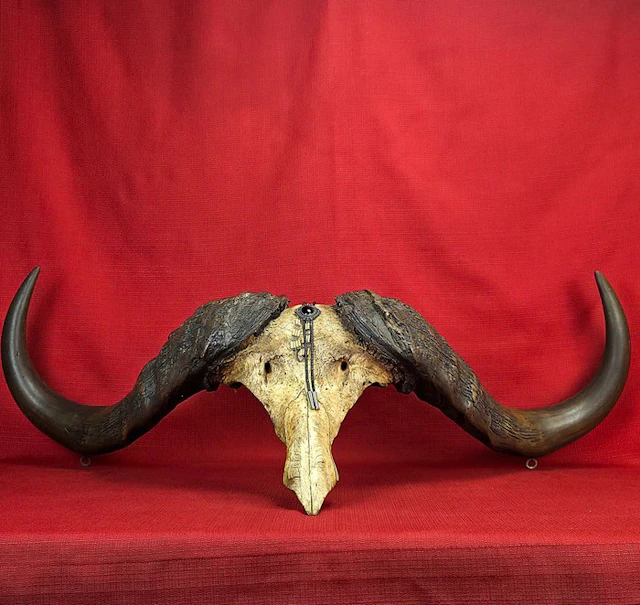 Cape buffalo Mammal skull - Monumental crâne de Buffle du...