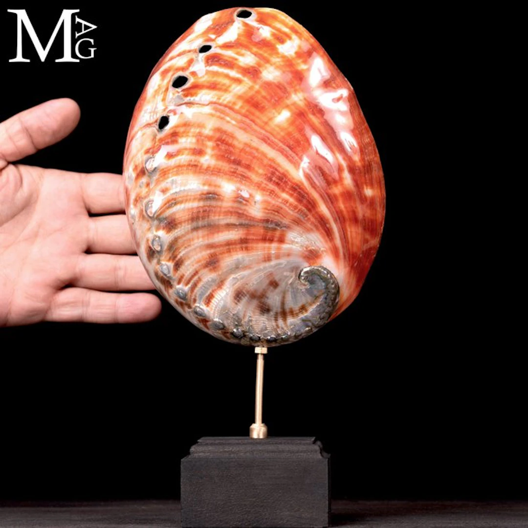 Polished Red Abalone Shell - Iridescent Mother-of-Pearl...