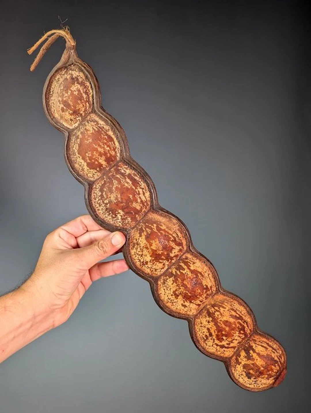 Monkey-Ladder or Sea Bean Seed-pod Taxidermy full body...