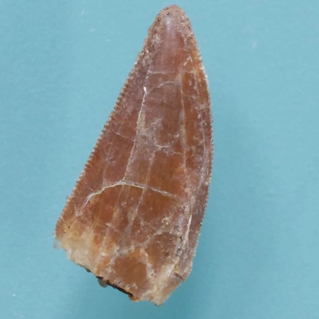 Dinosaur - Fossil tooth - Abelisaurus - 22 mm - 10 mm (No reserve price)