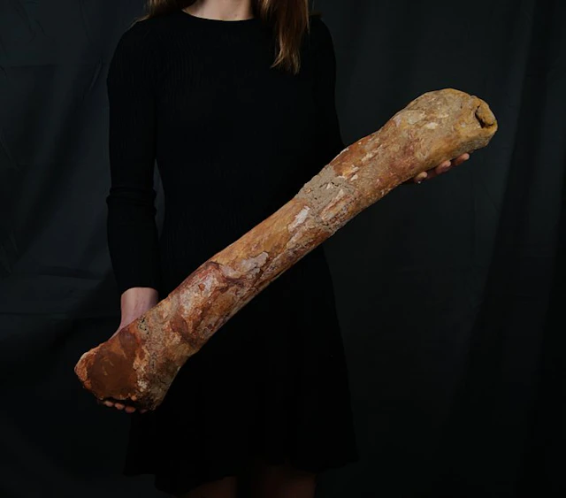 Spinosaur - Fossil femur bone - Fémur gigante de Spinosaurus aegyptiacus