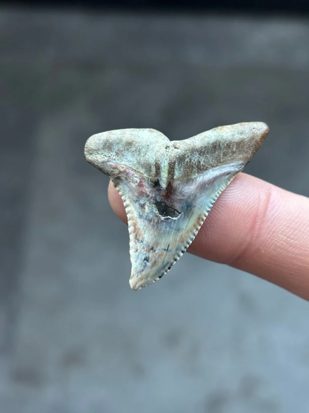 Shark - Fossil tooth - Hemipristis Serra - 4.3 cm (No reserve price)