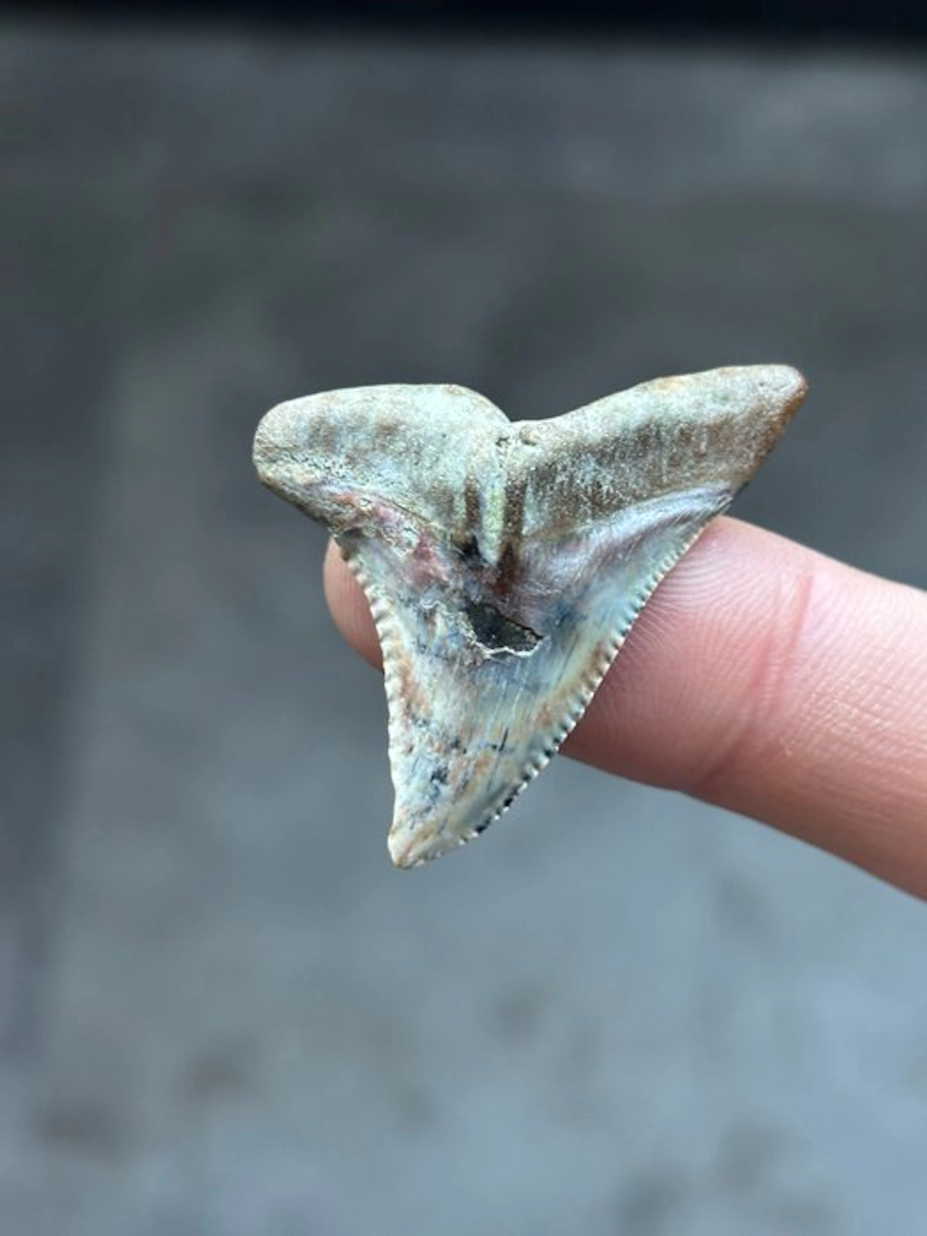 Shark - Fossil tooth - Hemipristis Serra - 4.3 cm (No reserve price)