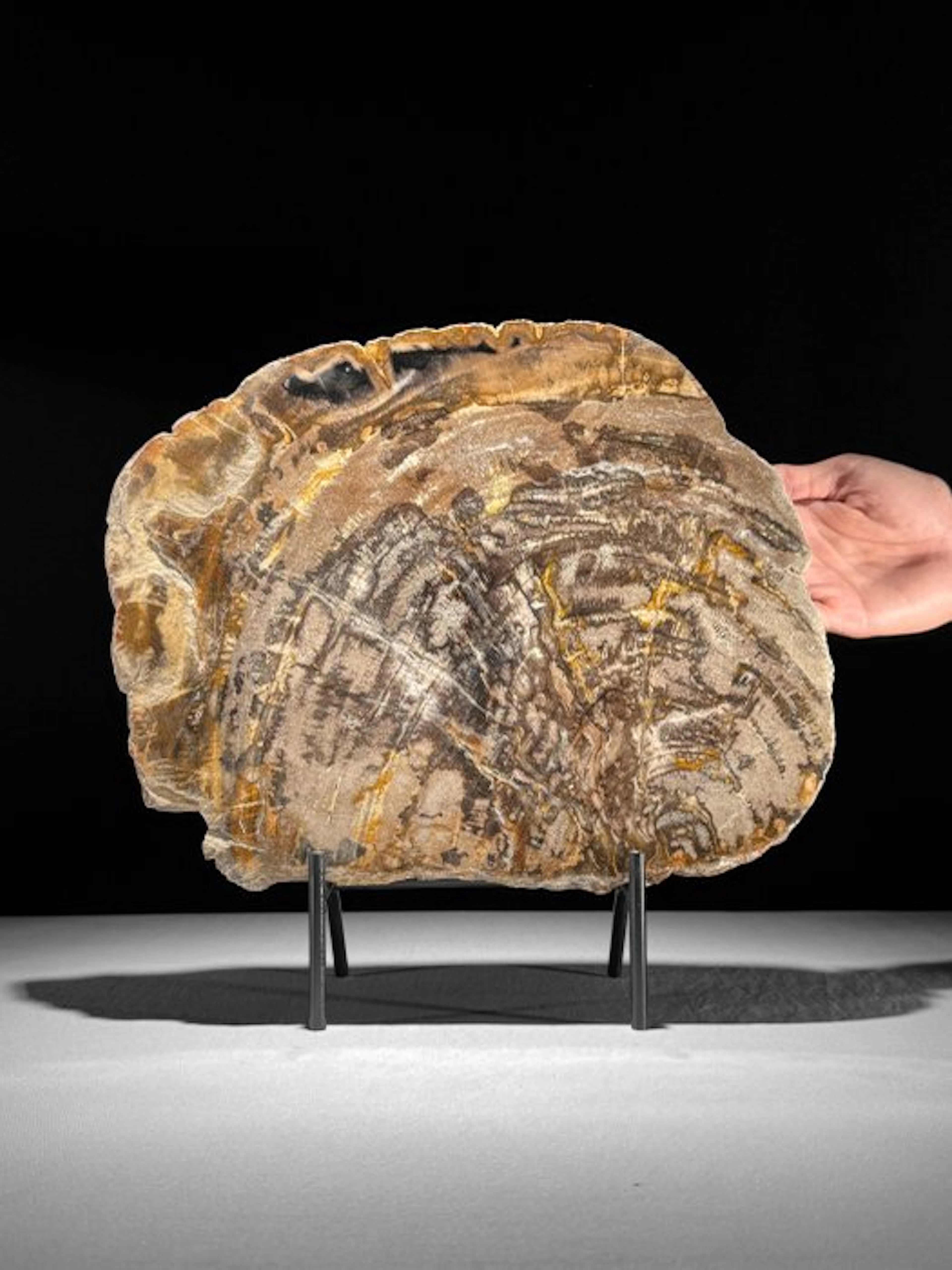 C- Stunning Large Slice of Petrified Wood on a custom...