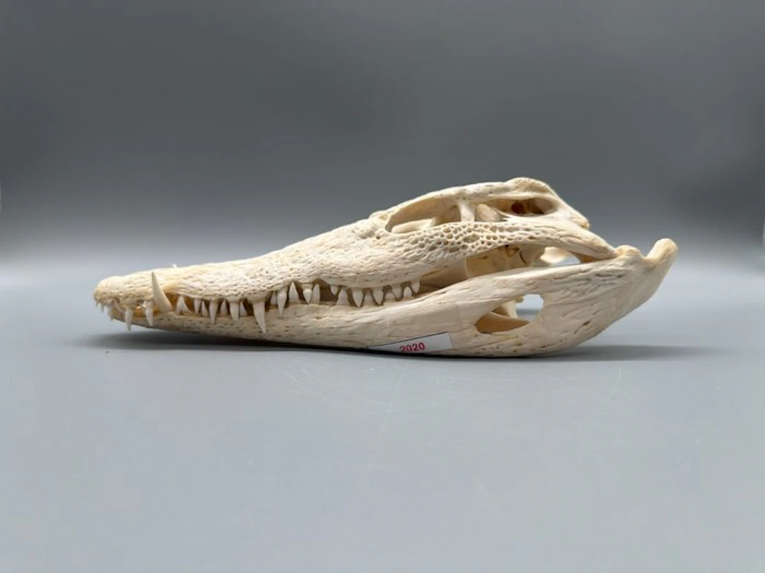 Nile Crocodile Skull - Crocodylus niloticus - 7 cm - 12...