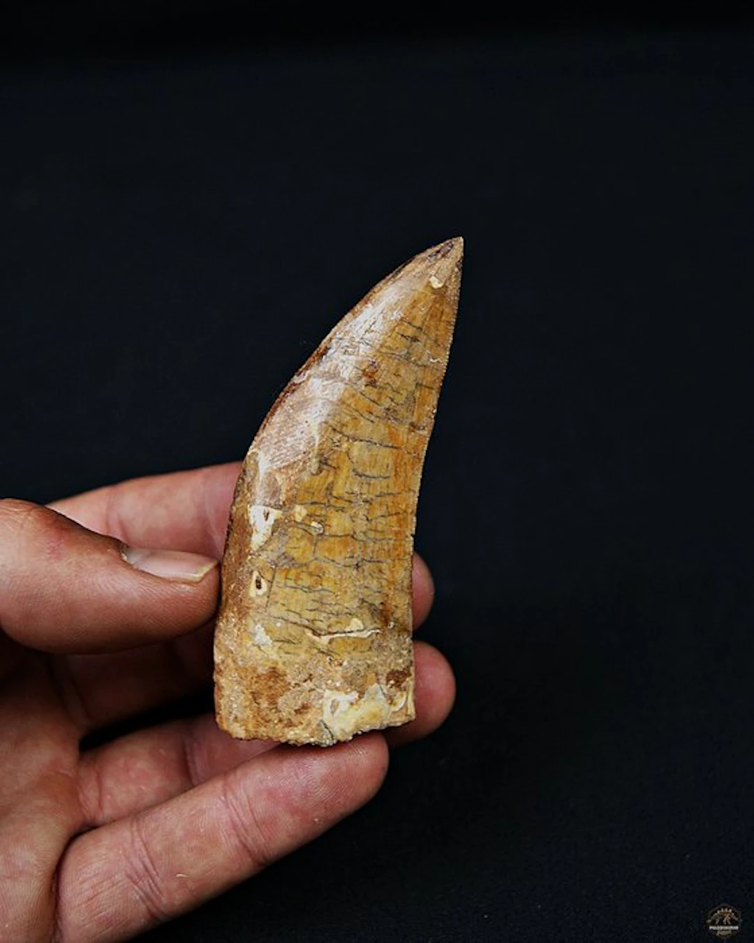 Dinosaur - Fossil tooth - Carcharodontosaurus saharicus