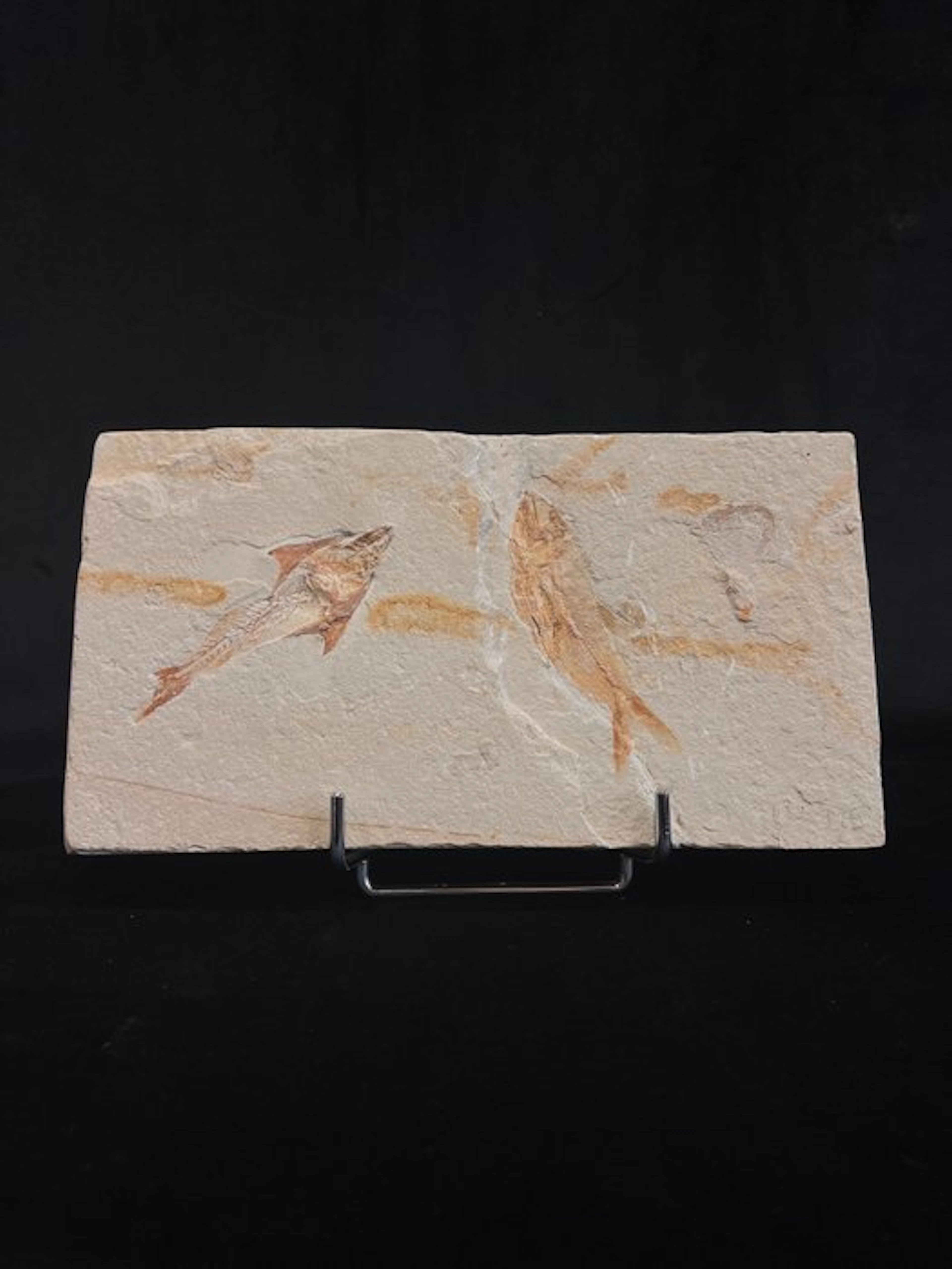 Fish - Fossil skeleton - Coccodus et Armigatus - 14.5 cm - 27 cm