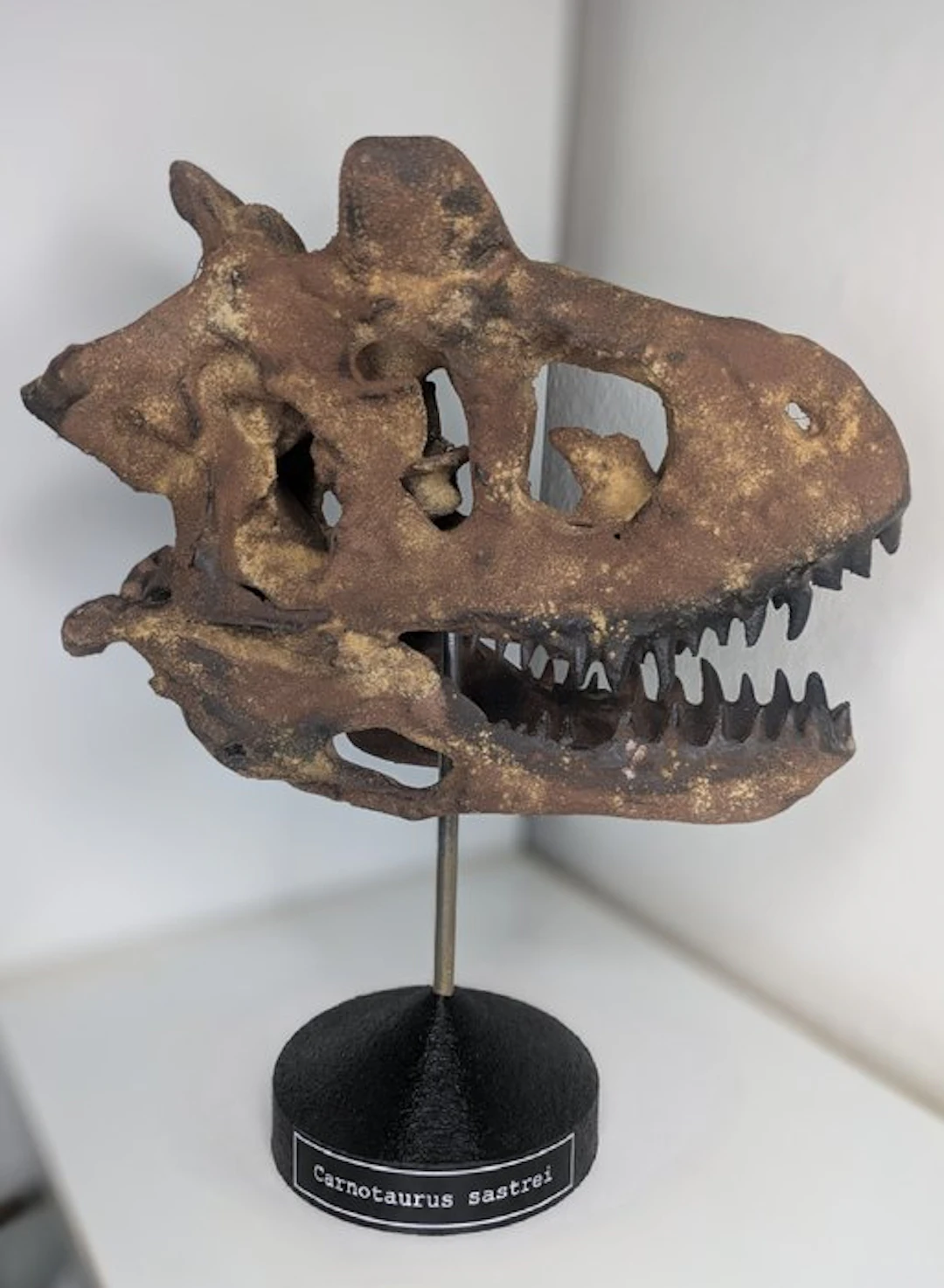 Fossil skull - Carnotaurus - Museum Grade Replica - 35 cm - 20 cm