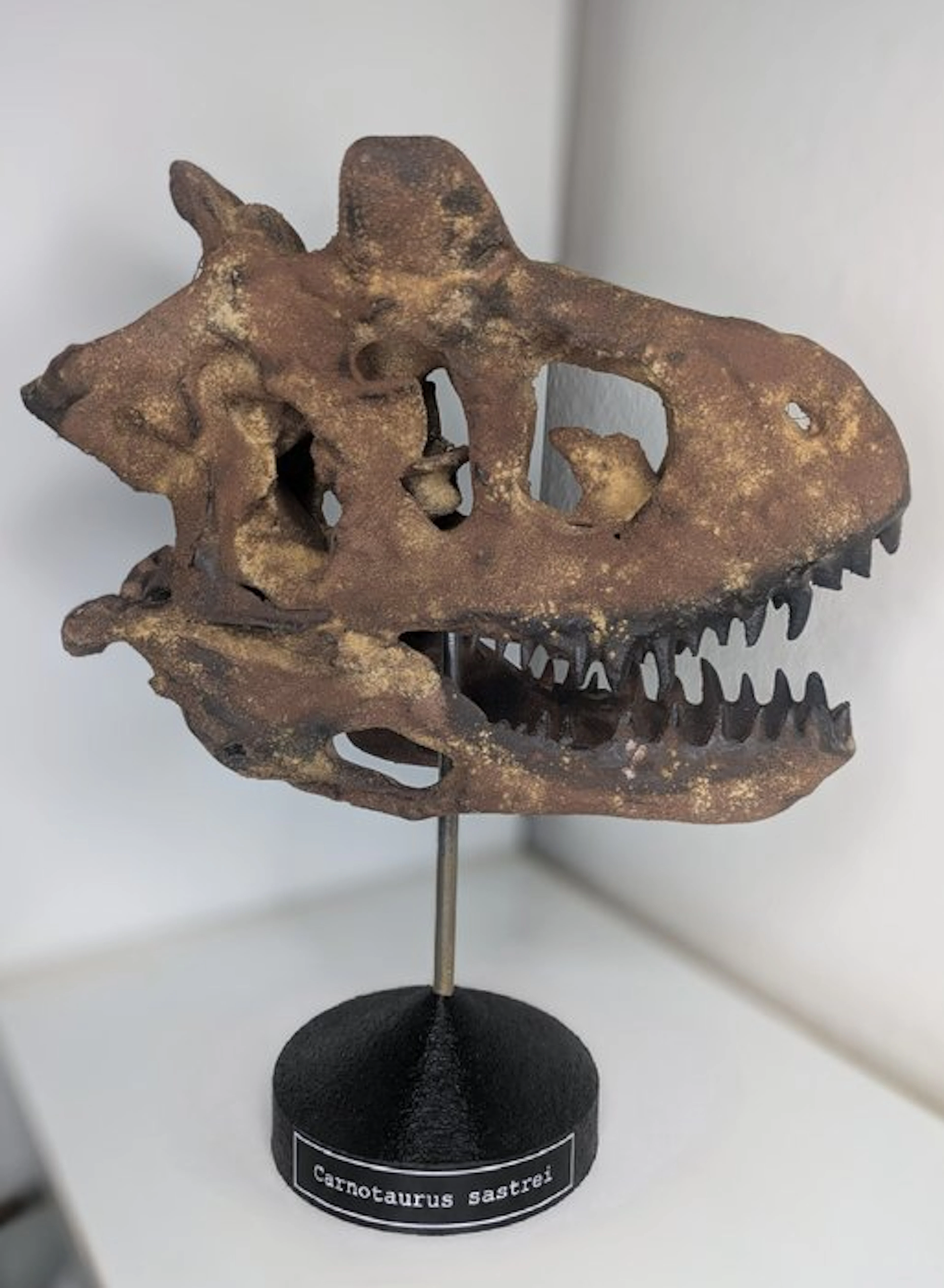 Fossil skull - Carnotaurus - Museum Grade Replica - 35 cm - 20 cm