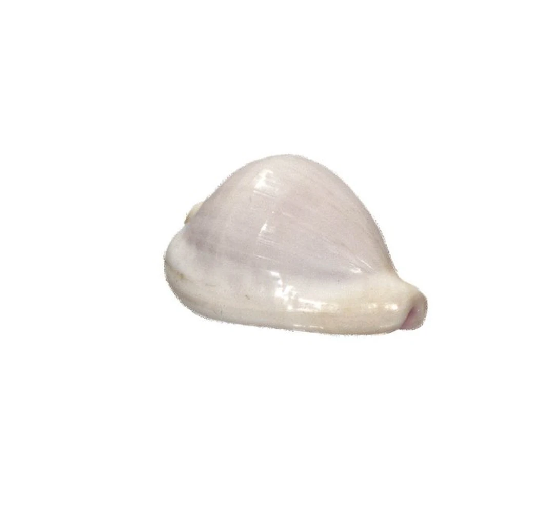 Ovula ovum (34 mm