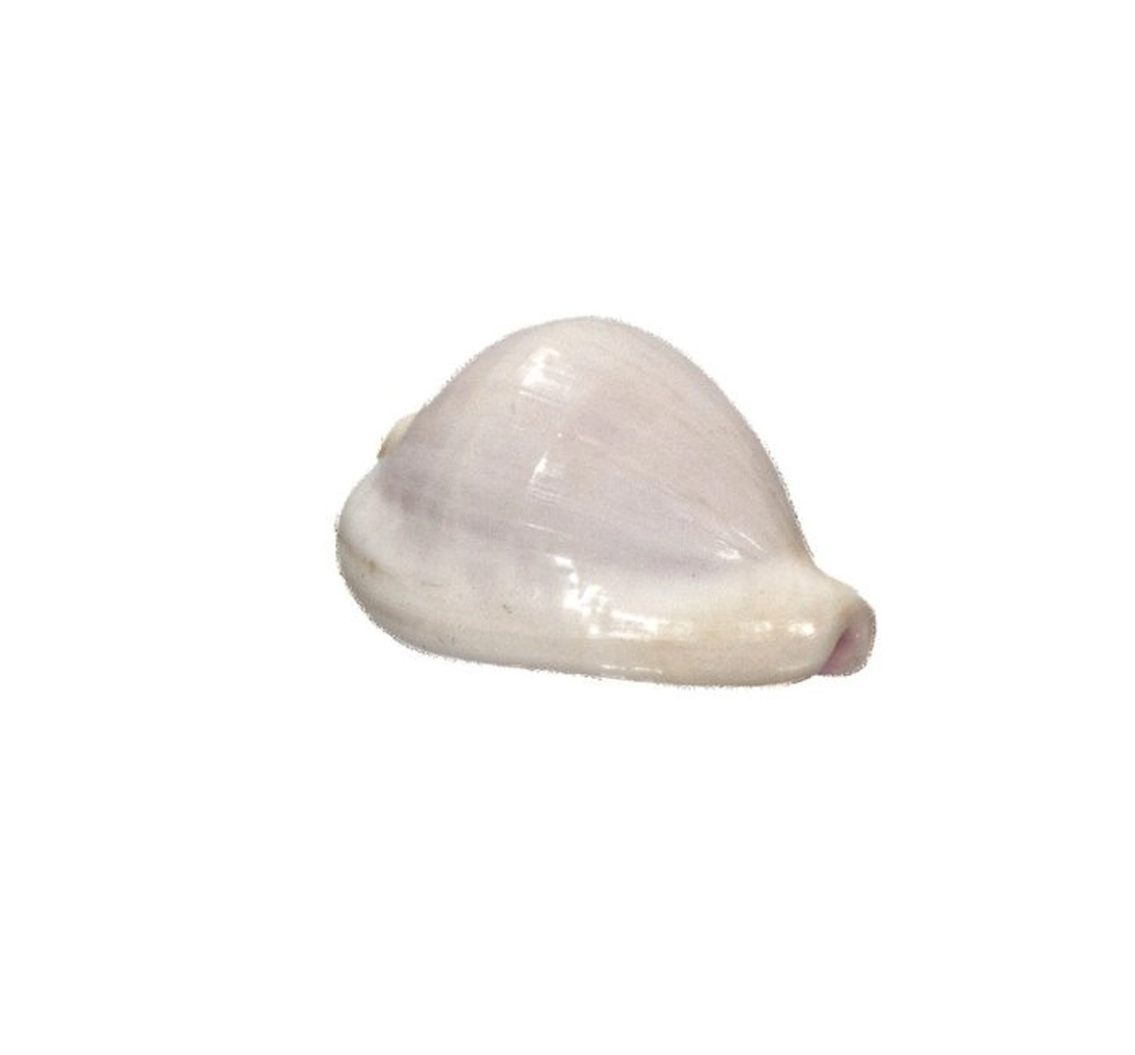 Ovula ovum (34 mm