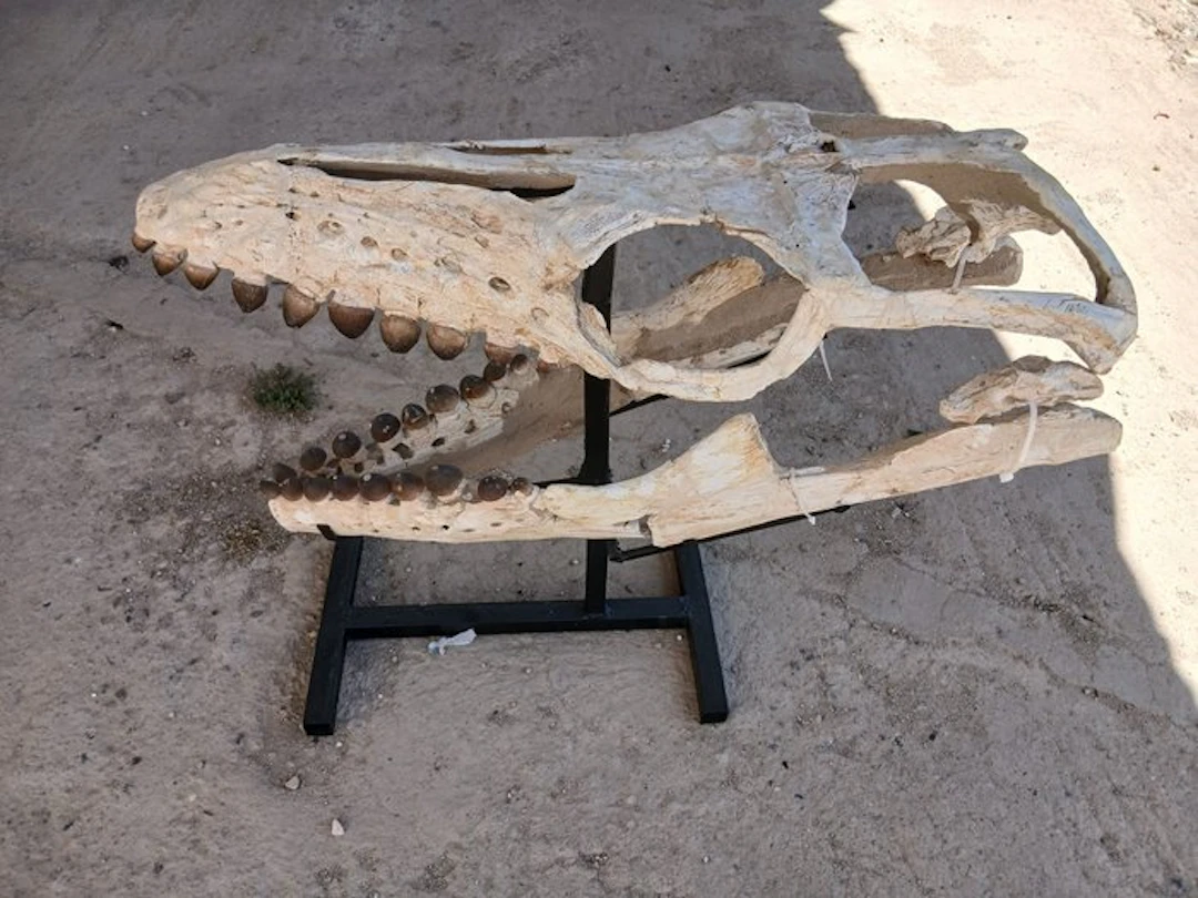 Mosasaur - Fossil skull - Globidens phosphaticus - 64 cm - 24 cm
