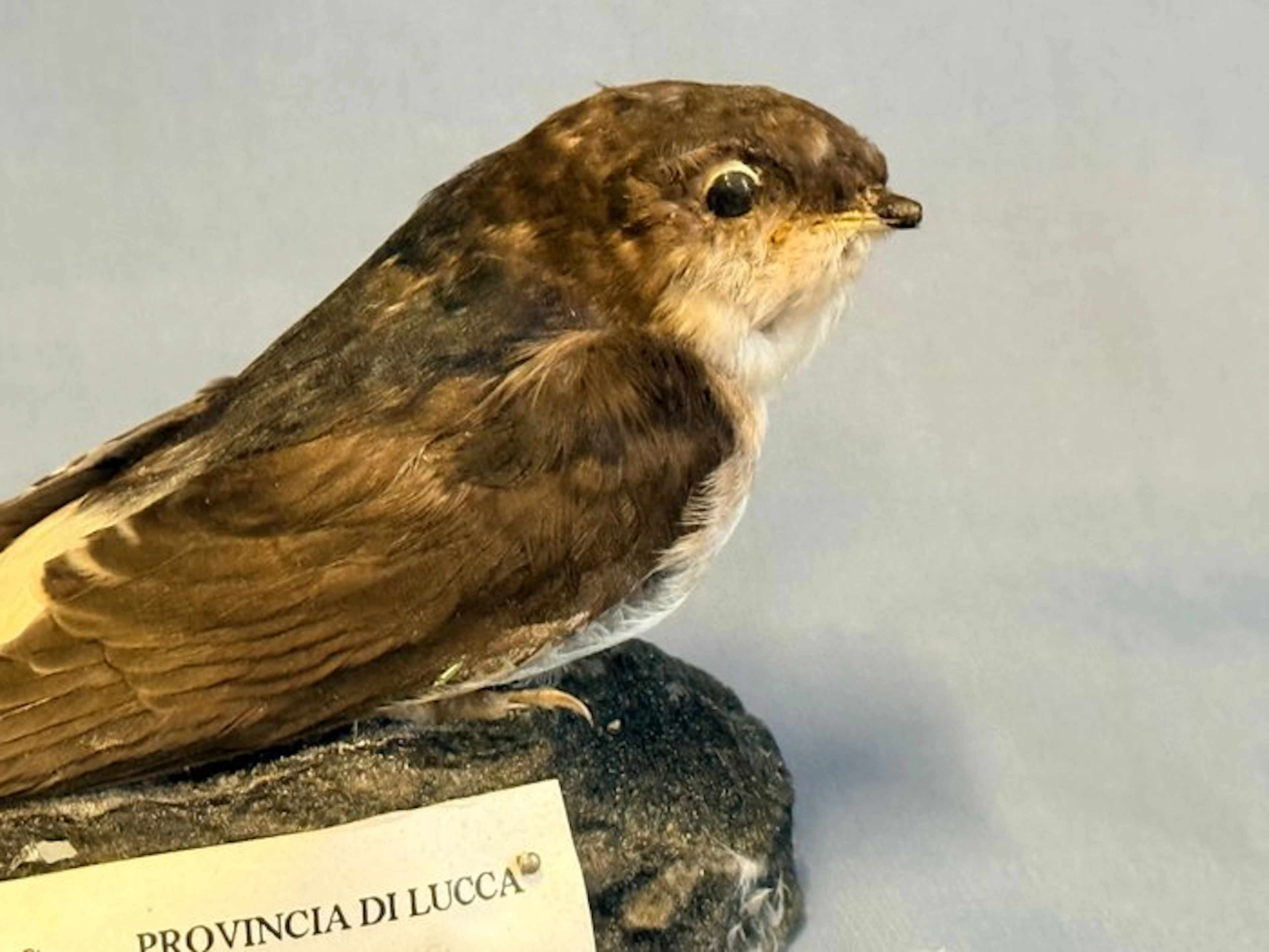 Little shearwater Taxidermy full body mount - Delichon...